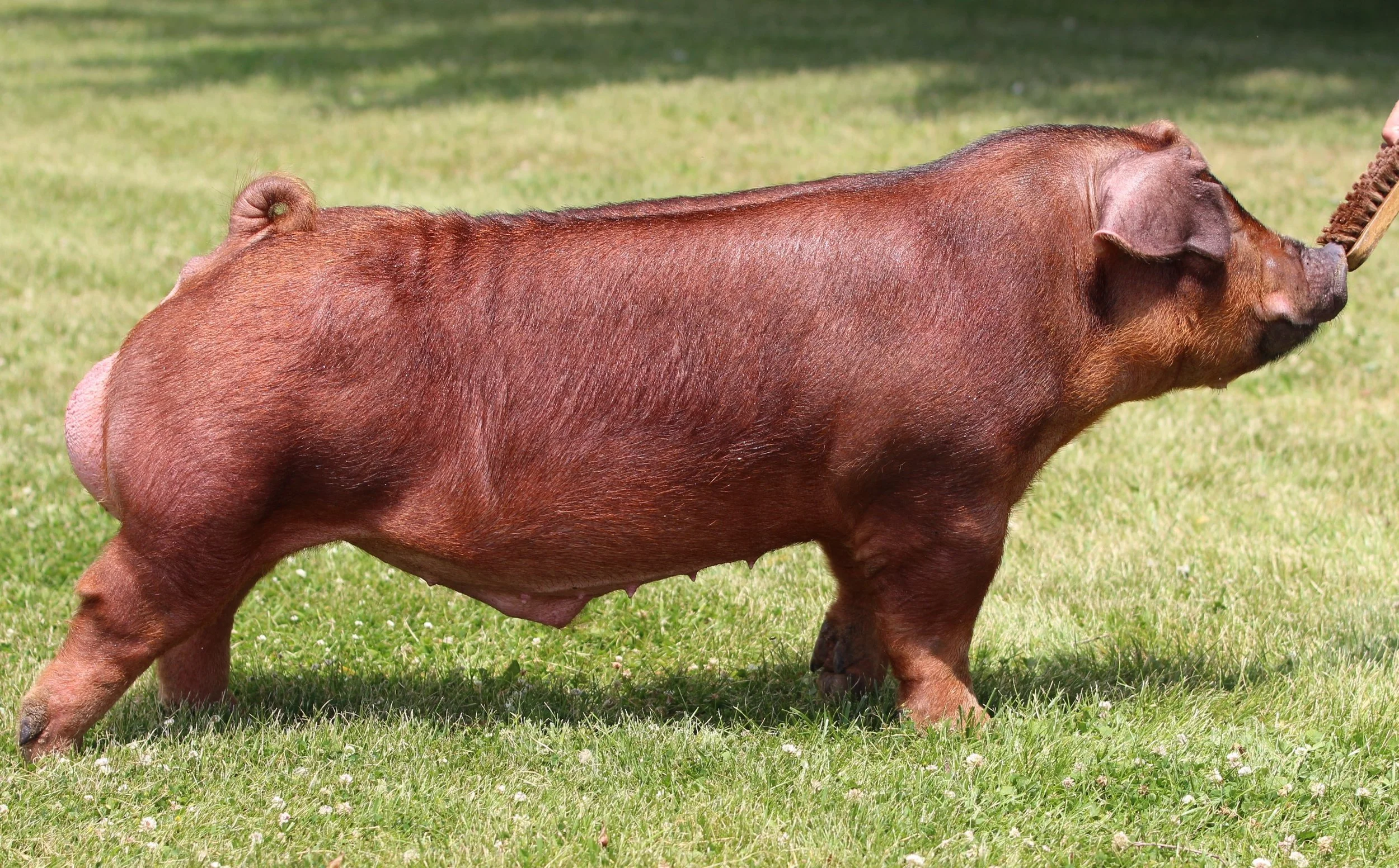 Draft King — Shaffer's Goldrush