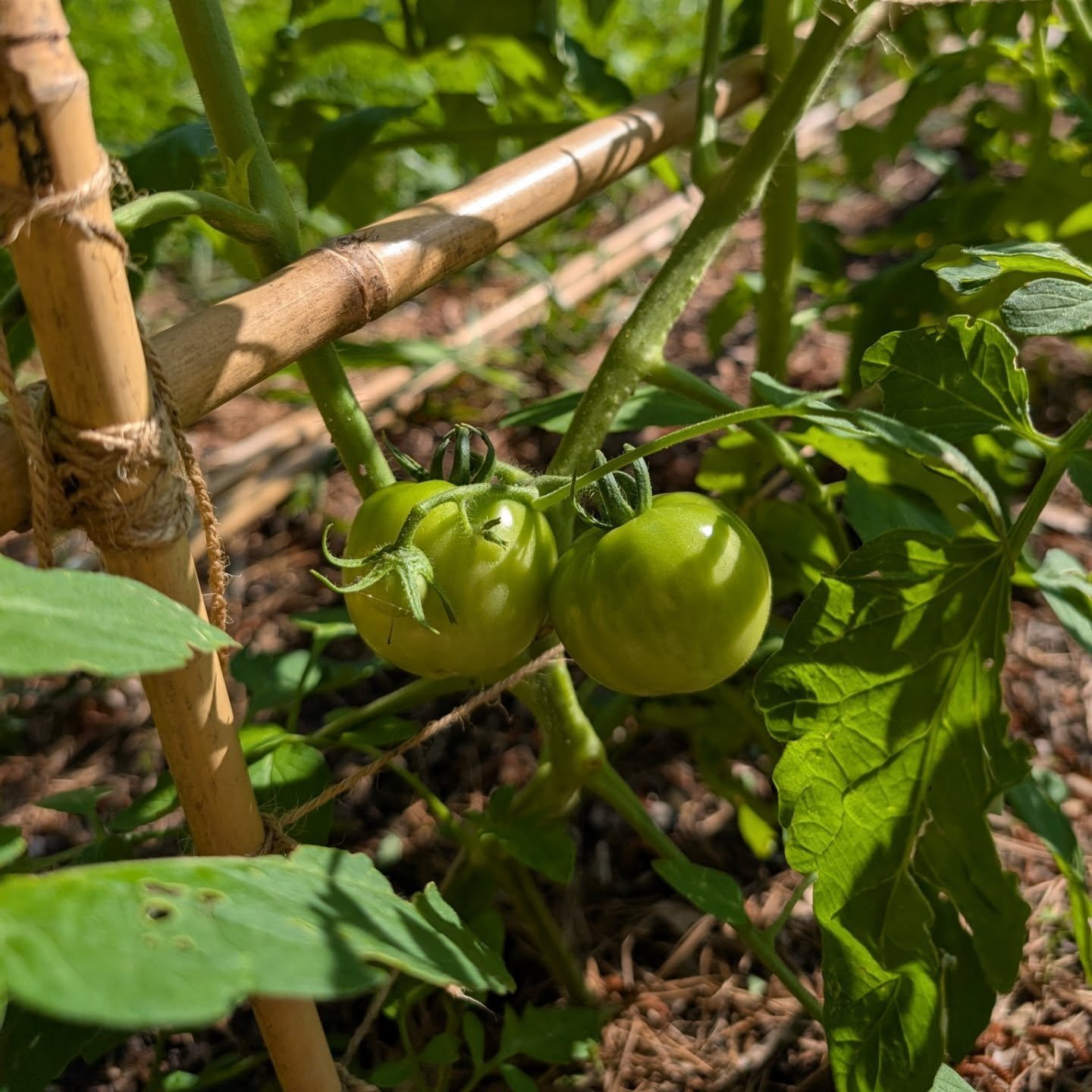 Swipe to watch the tomatoes grow. I'm so ready for these first tomatoes to turn red so I can eat them!!

We're hoping to fill the raised bed and plant the other tomato and pepper plants we already have this weekend.