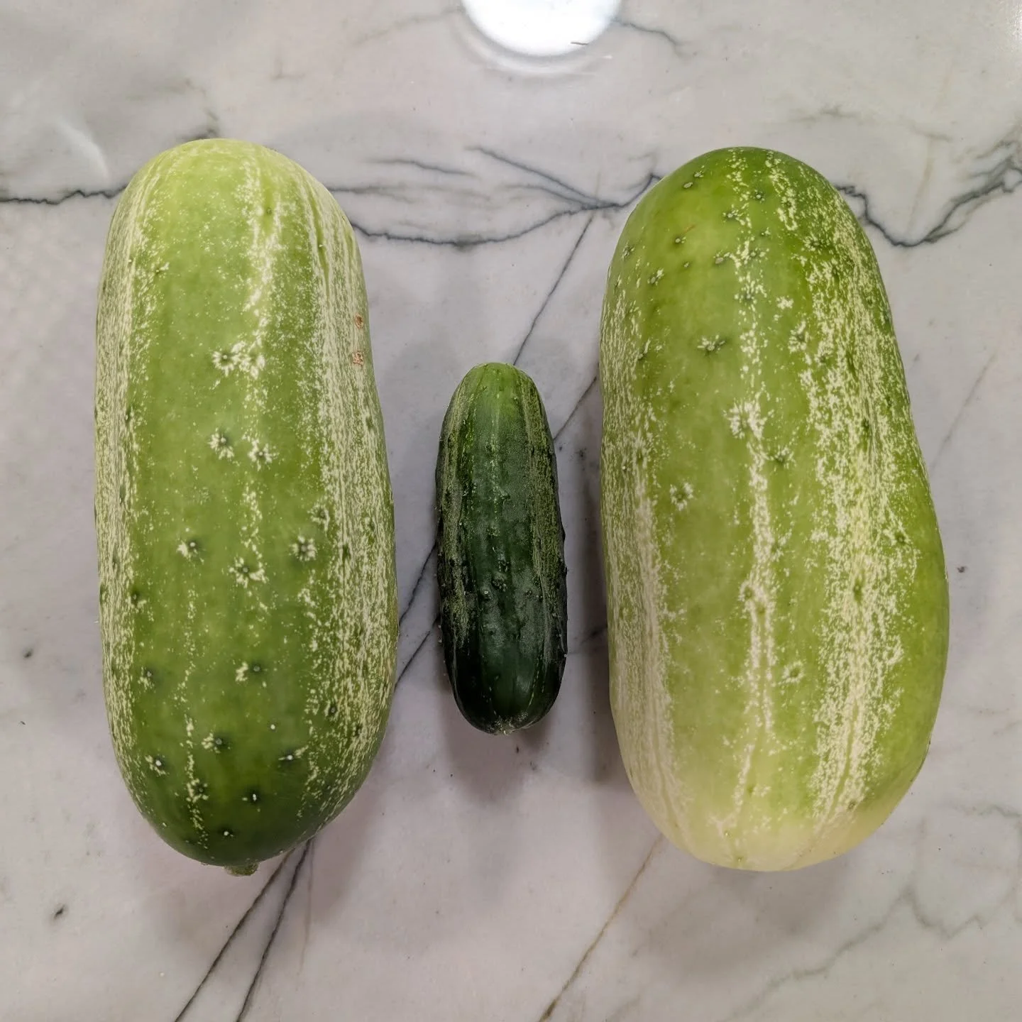 The middle one is the size we try to pick them all 😳

Over the past 4 days, we have given away probably 60 cucumbers from our garden that were picked in the past week. We have already made 8 quarts and 12 pints of pickles. Some quick, some canned fo