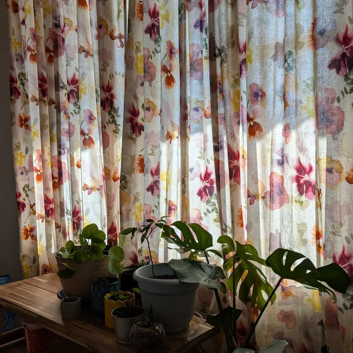 No light for the plants today because Piper couldn't stop barking at the people building the houses across the street. Someone remind me to reopen the curtains later. Thanks! 😜

If you want to be my across-the-street neighbor, let me know...I can he