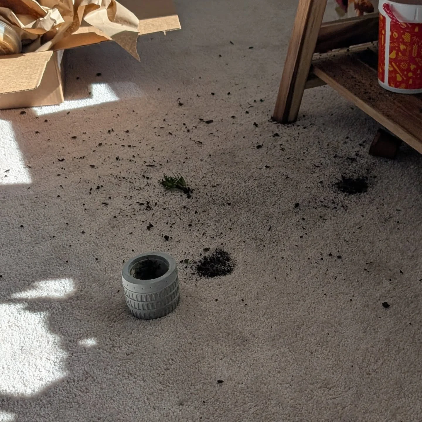 Piper got excited and spun around on the bench. 😫 At least it was only a small plant.