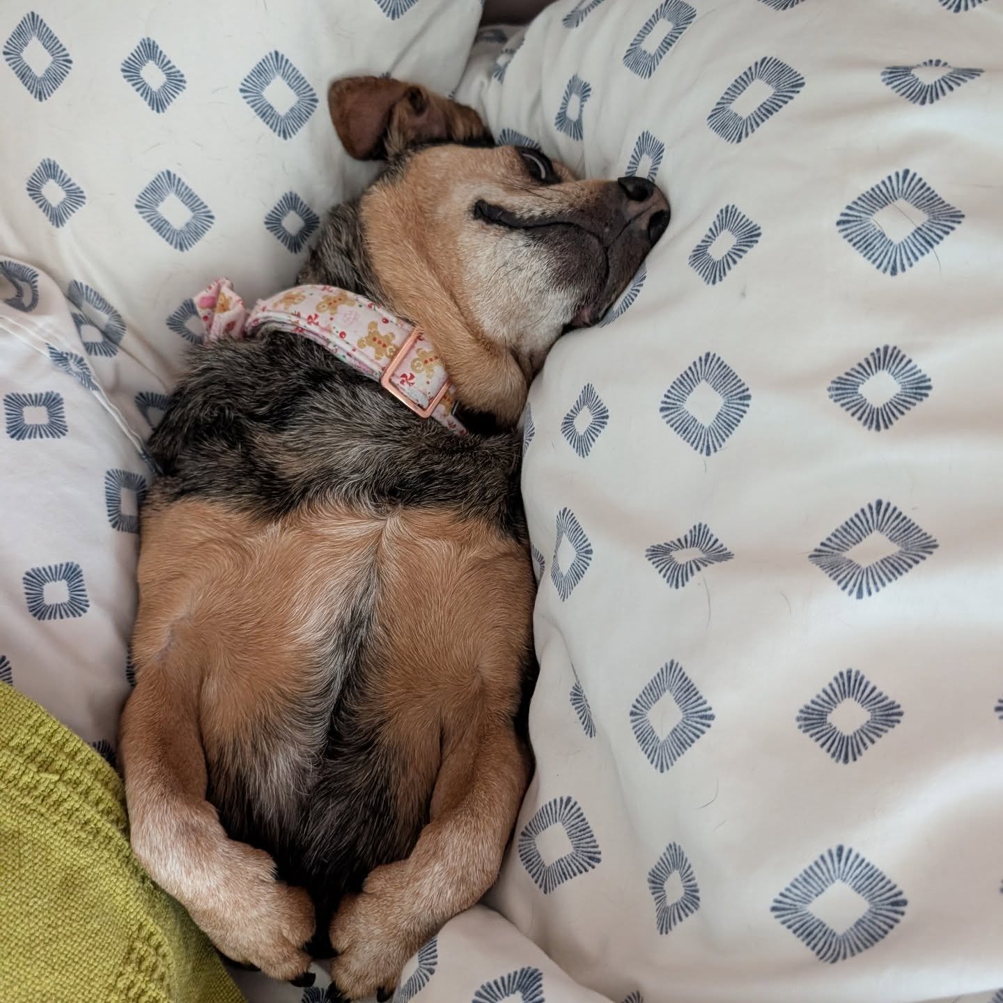 She always knows when I'm taking her picture. Can't just let me catch her being cute. She has to side-eye me.

Don't worry -- her spring/summer collar comes this week.

If you want your dog to be comfy like Millie in a home you own, let me know. I ca