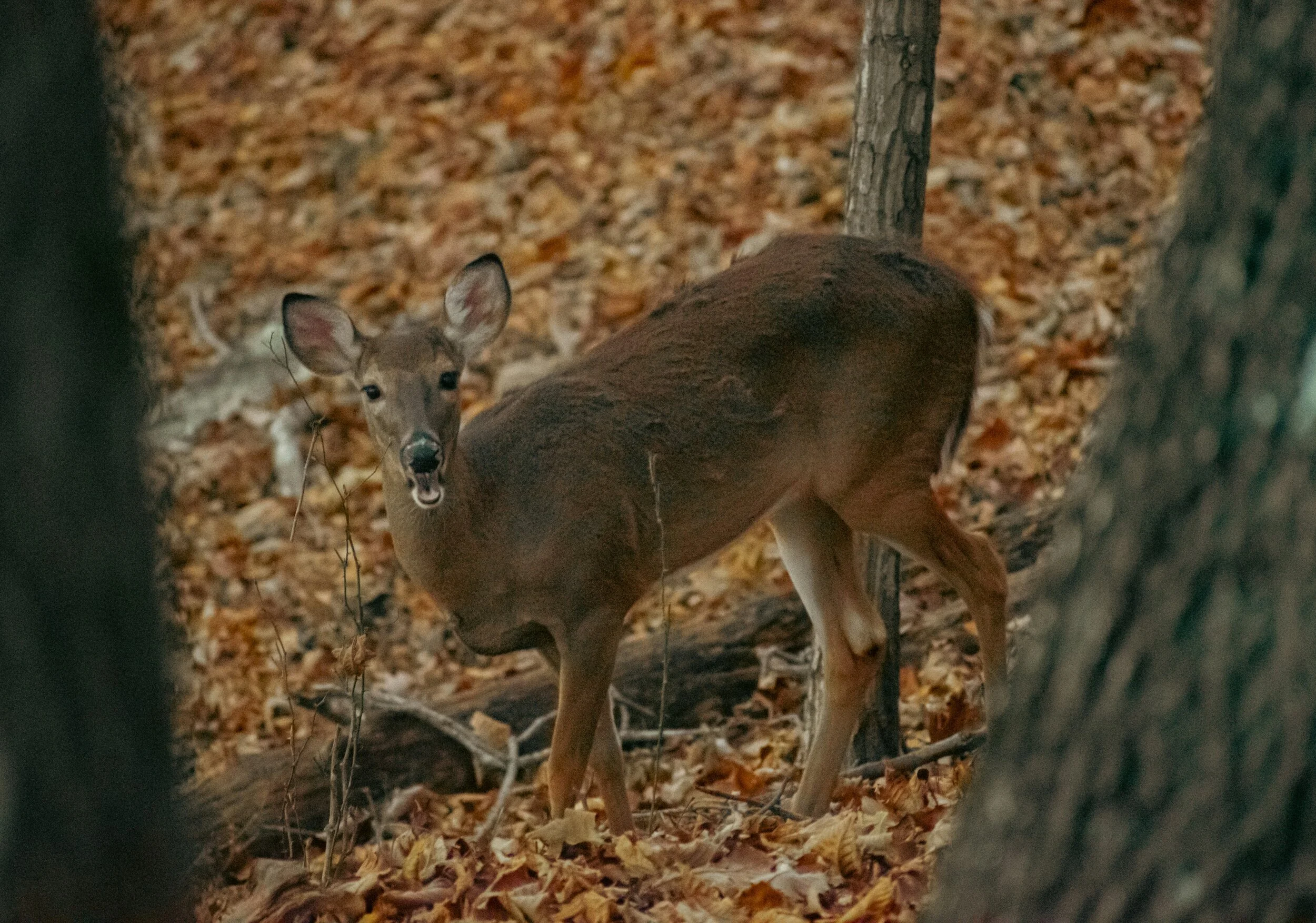 Wildlife-Spotting at Kennesaw Mountain