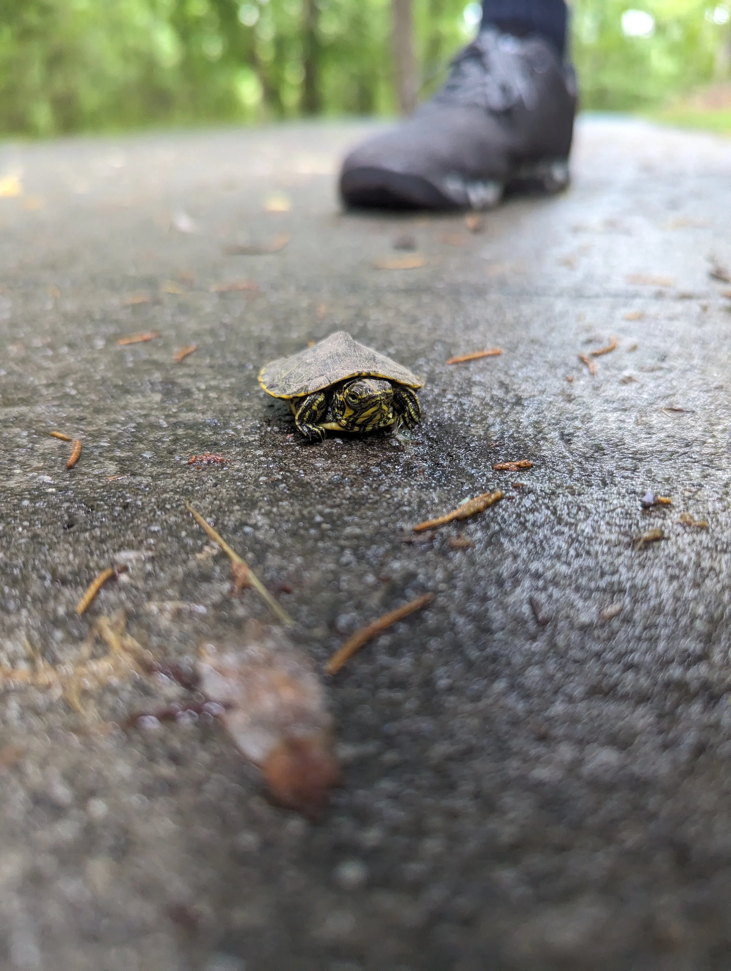 Baby turtle! Outside time!