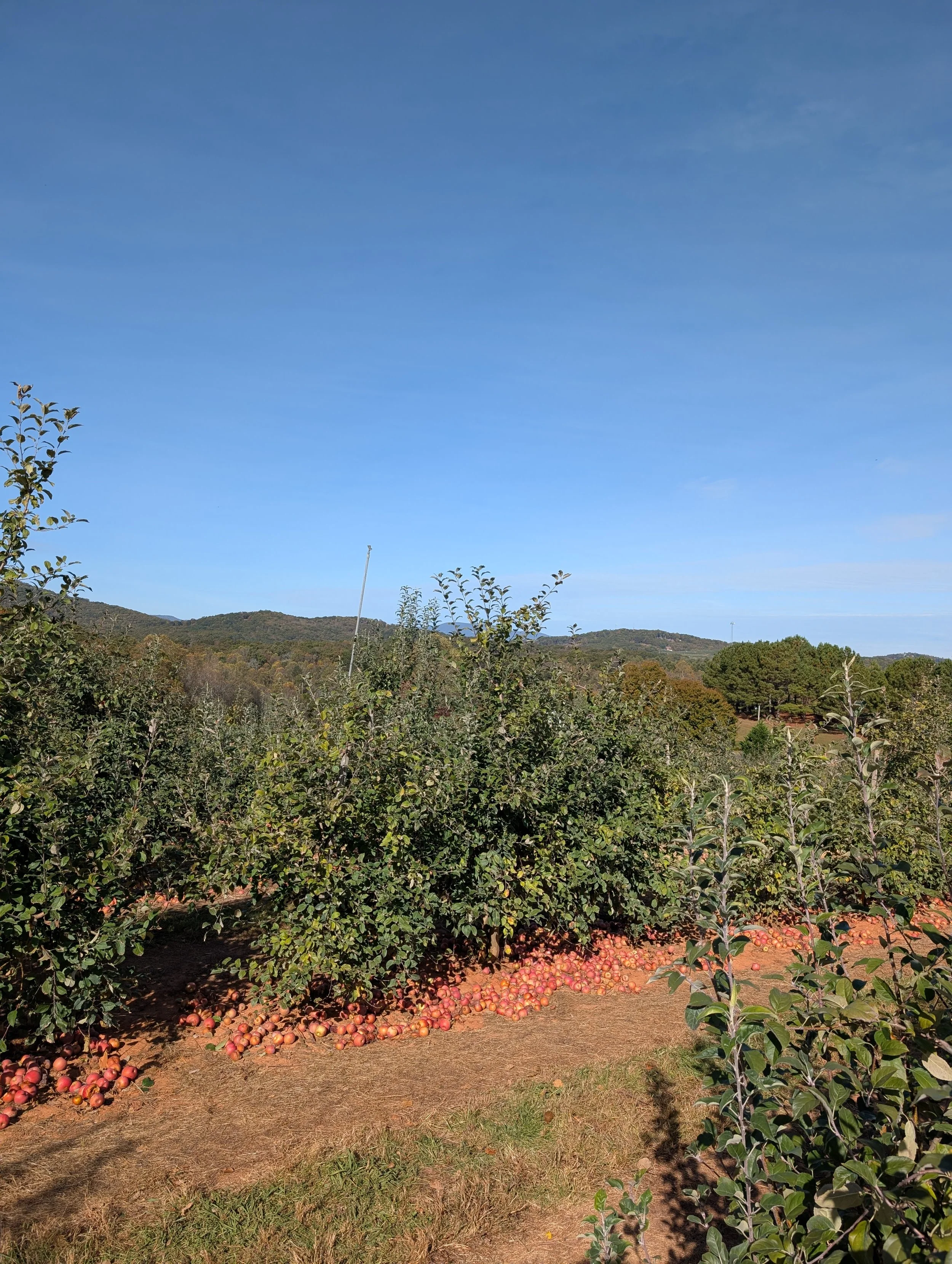 How ‘bout them apples? A guide to the apple orchards you should visit as a day-trip from Atlanta.