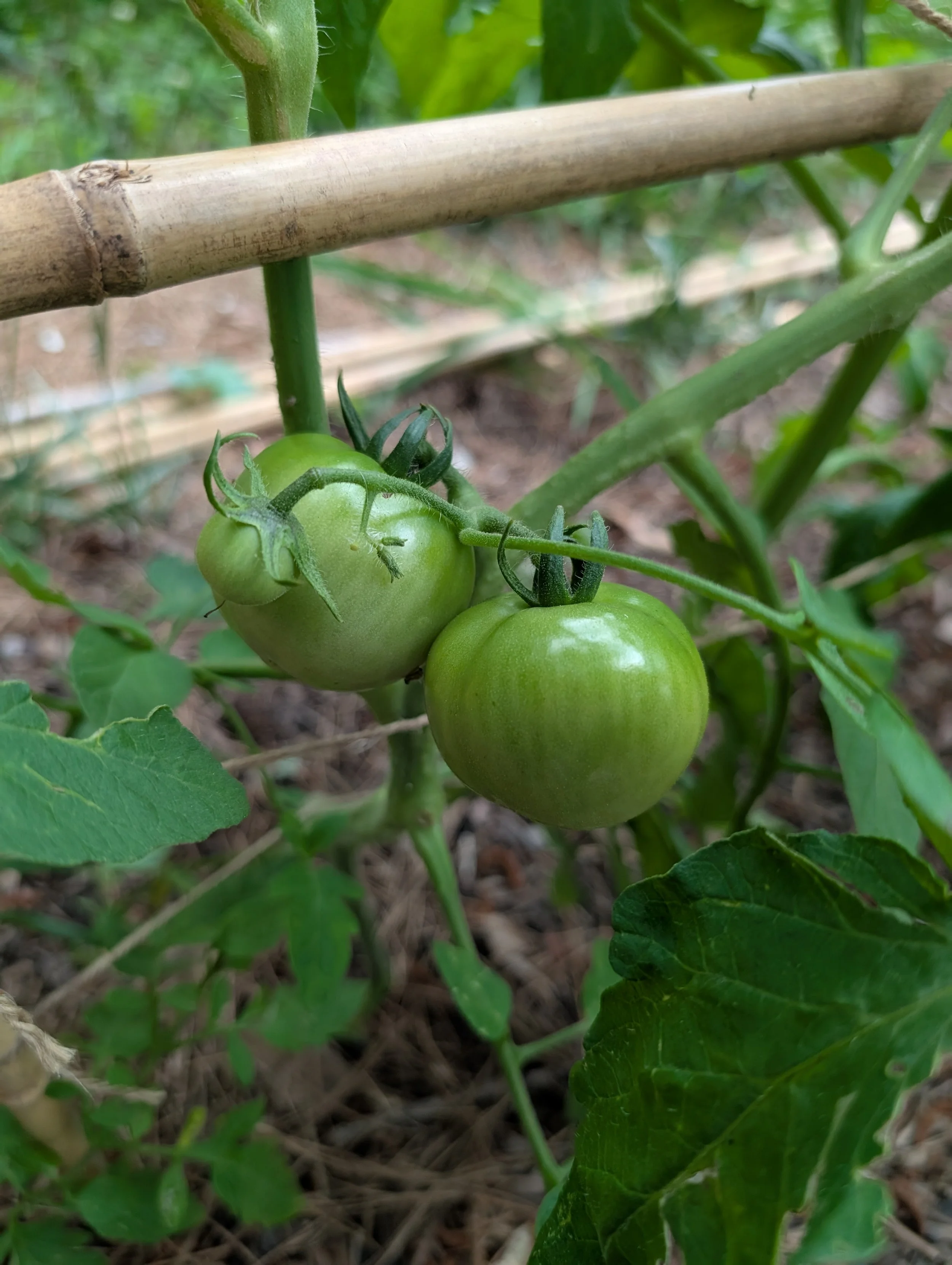 Two unripe green tomatoes growing on a tomato plant in a garden with green leaves and wooden support sticks.