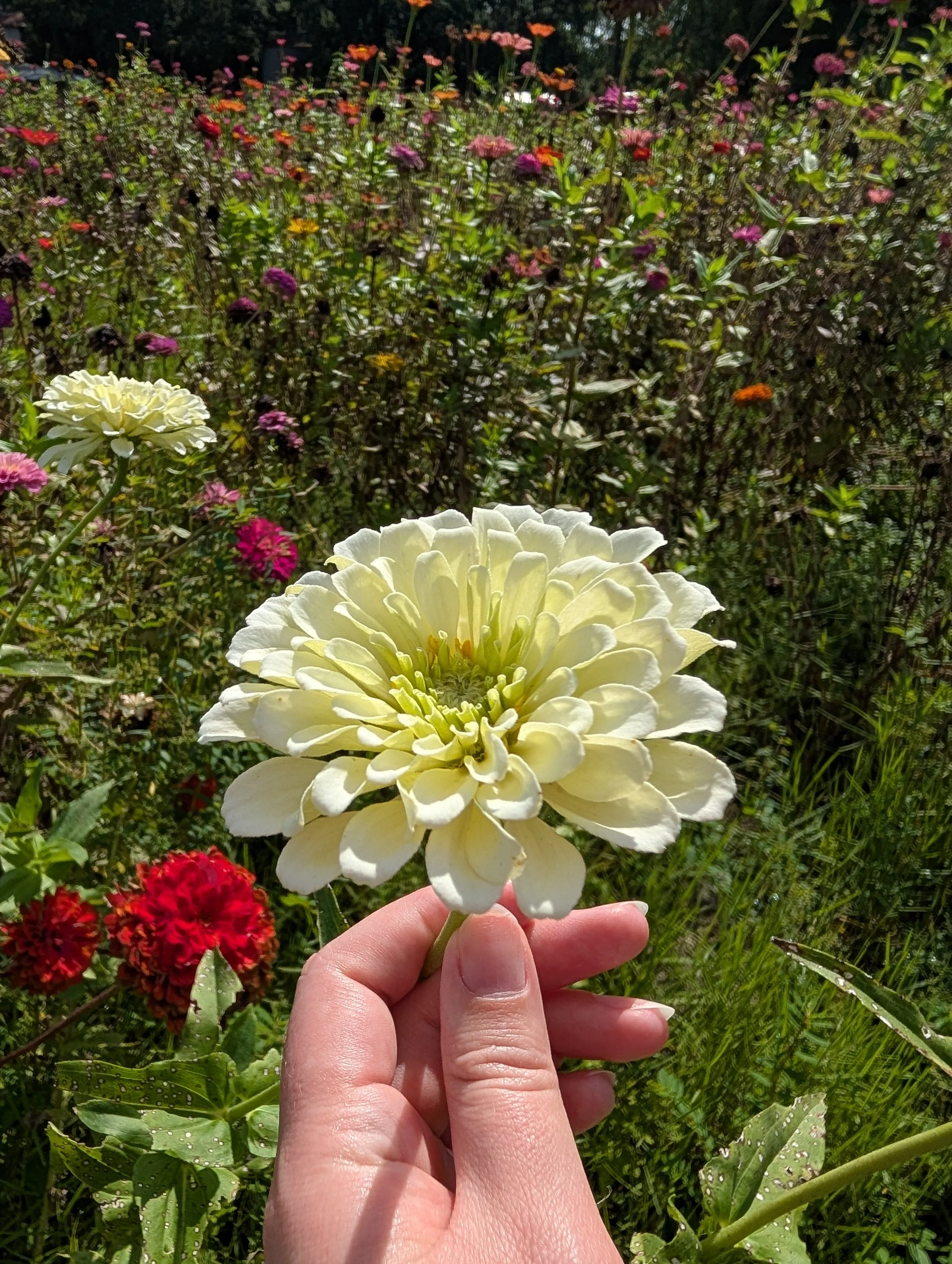 Hand holding a white flower in a colorful garden with pink, red, orange, purple, and yellow flowers.
