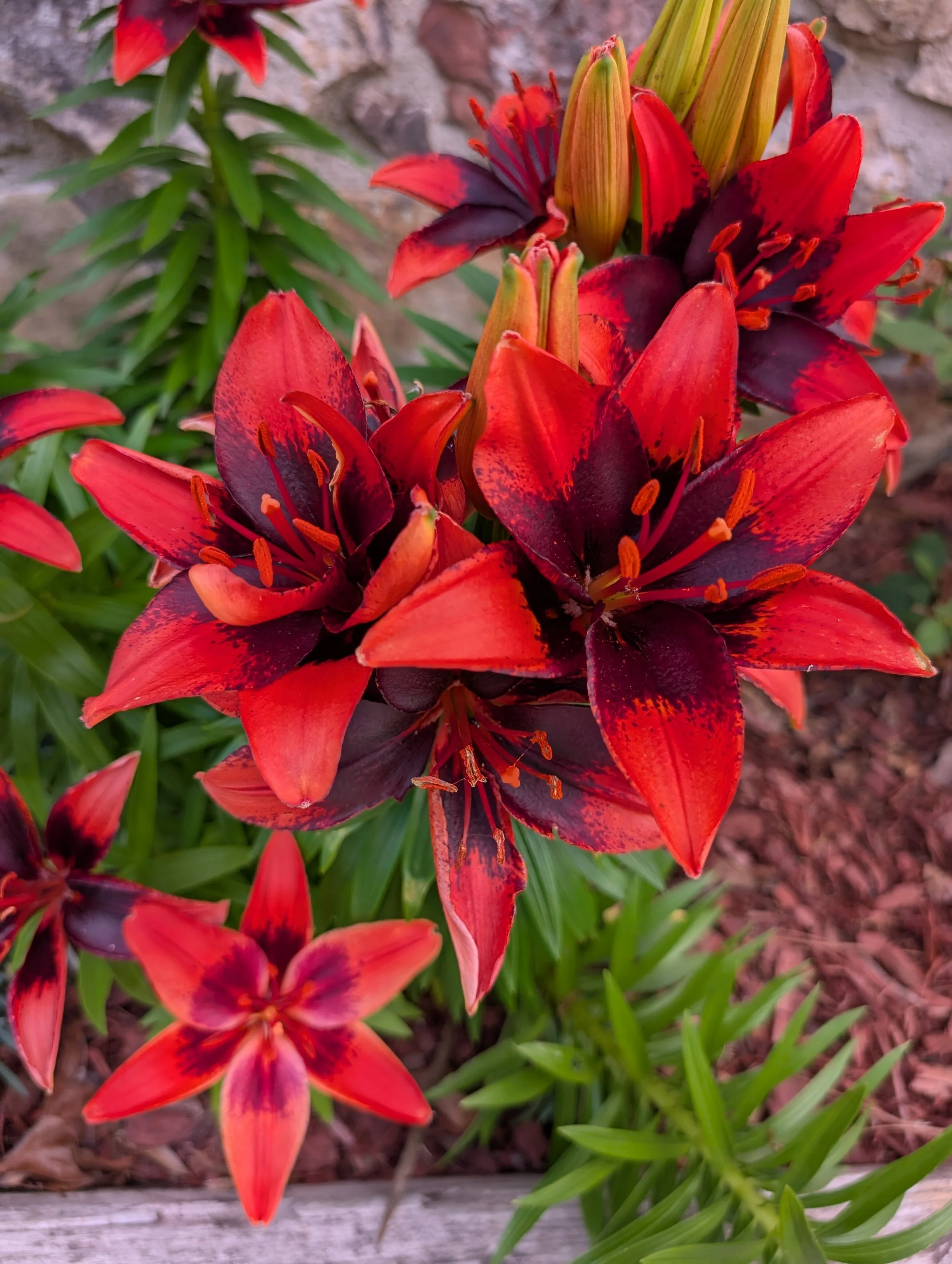 Cluster of red and dark purple lilies in a garden with green leaves and a stone wall in the background.