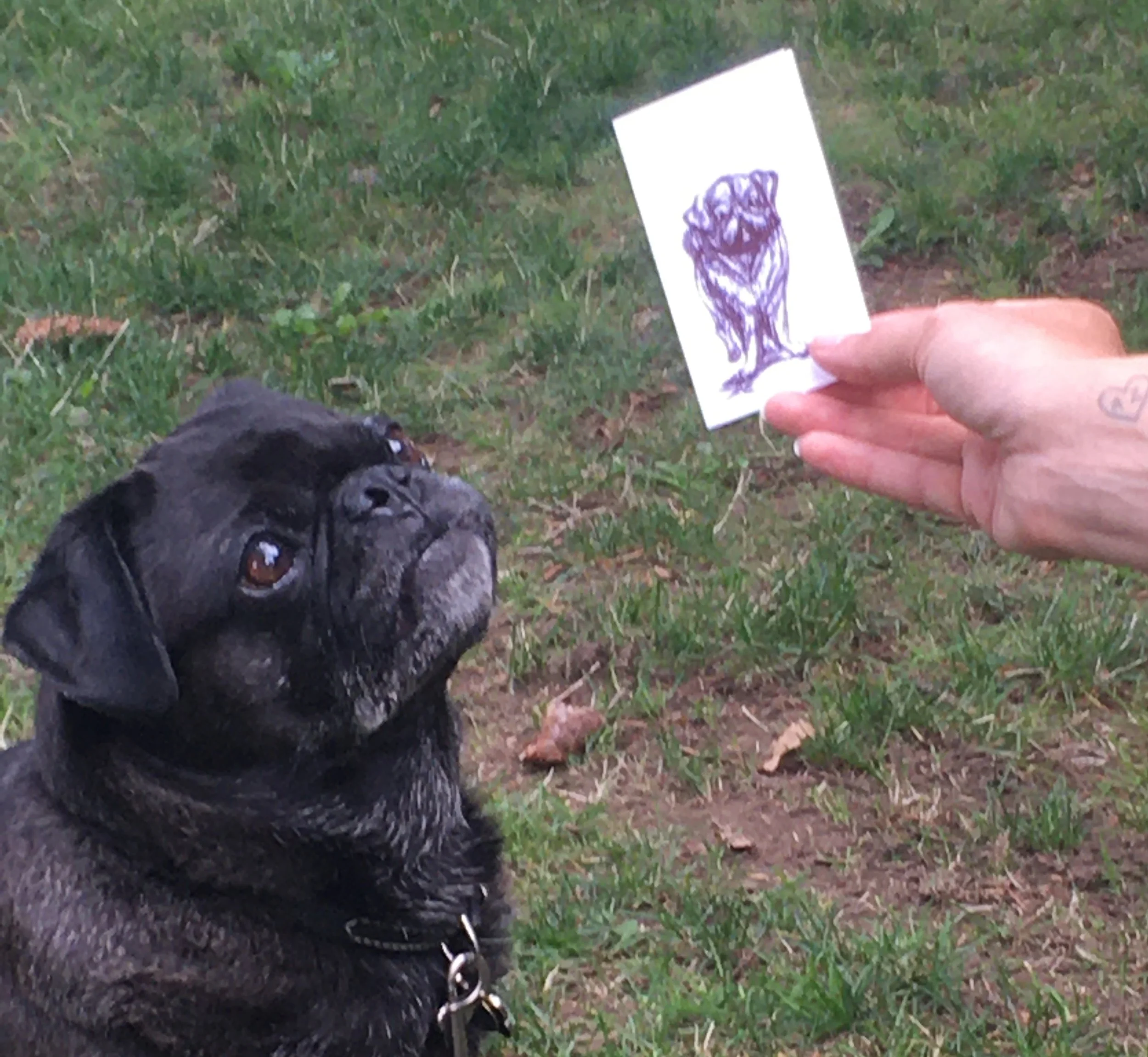 7th Annual Great Canadian Dog Draw