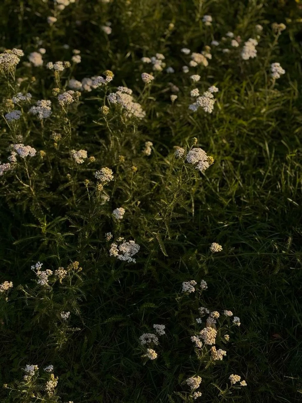 At the end of a long editing day, the last thing you want to do is sit back down and comb through the same gallery again, choosing the strongest images, designing a carousel, and writing a caption that actually offers value.

By that point, your crea