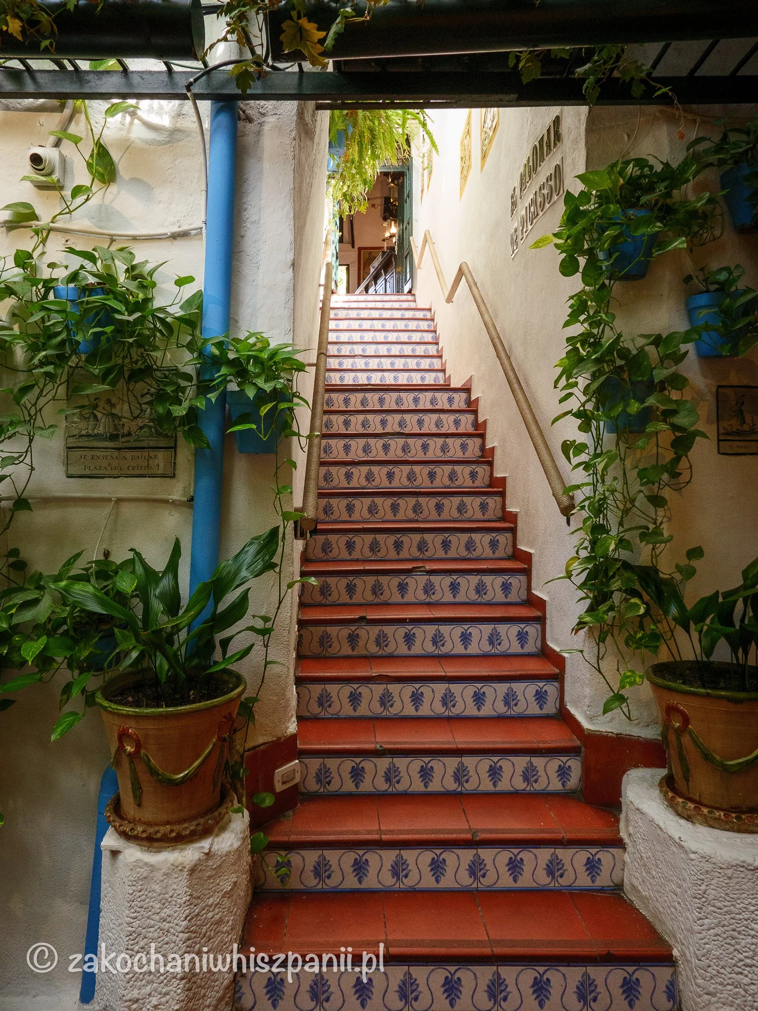 Klatka schodowa w stylu andaluzyjskim, płytki biało niebieski, rośliny -bluszcze w donicach