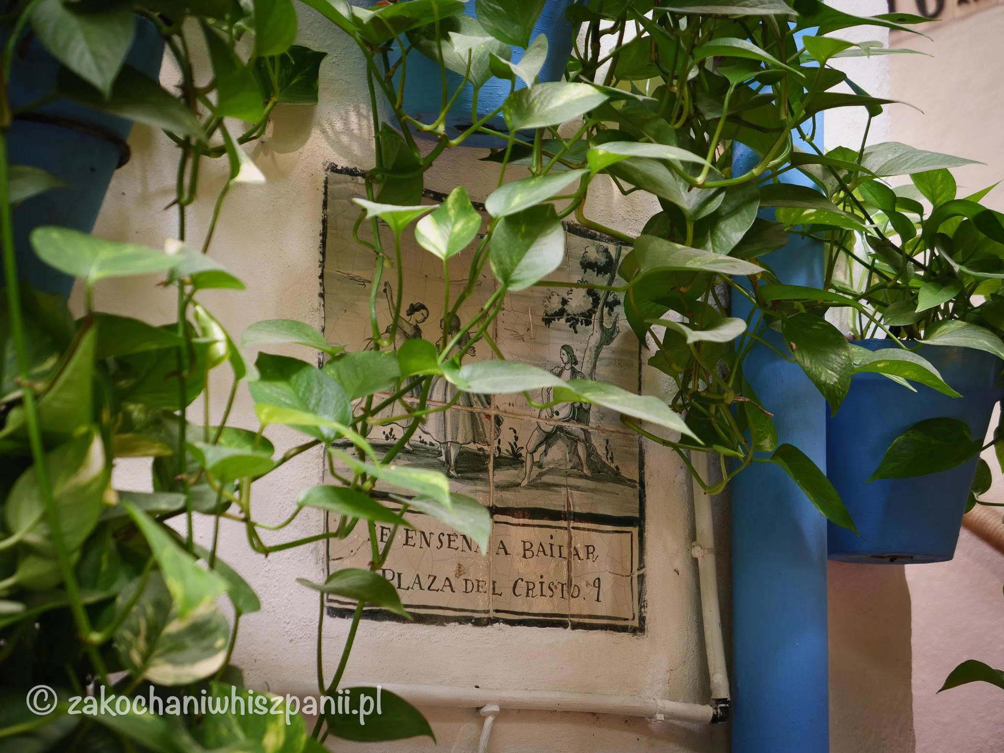 Rośliny i dekoracje na ścianie w restauracji El Pimpi