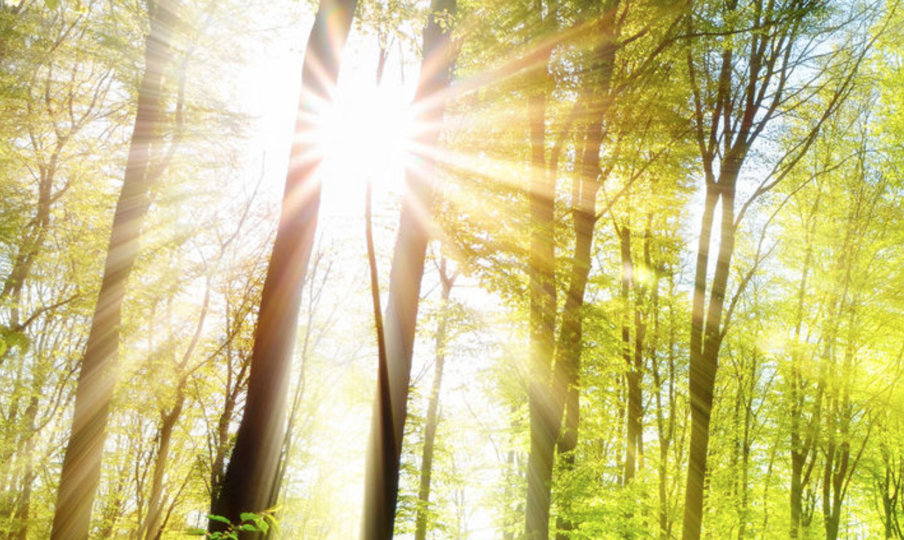 Forest Bathing: Enjoying Nature's Health Benefits