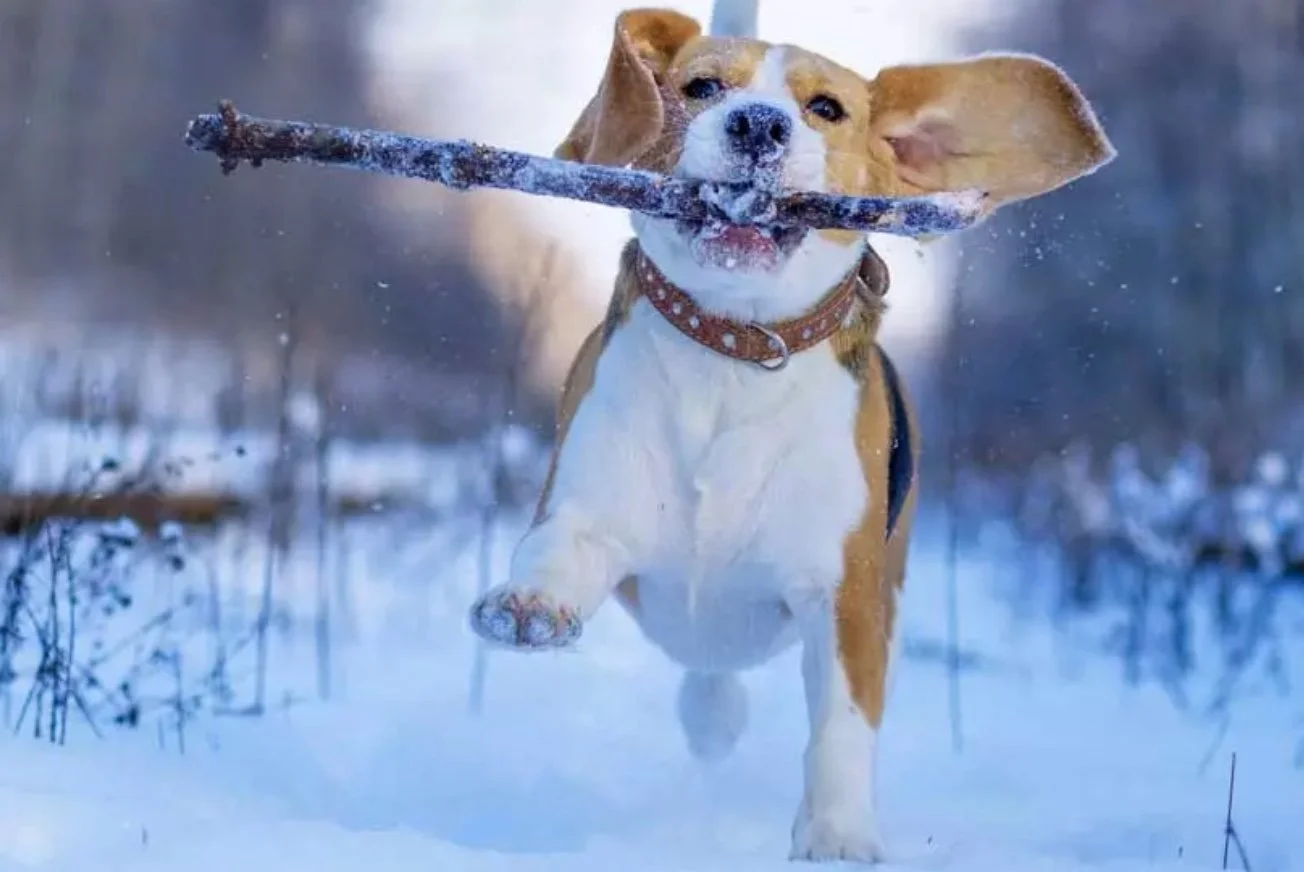 How to Exercise Your Dog in Winter