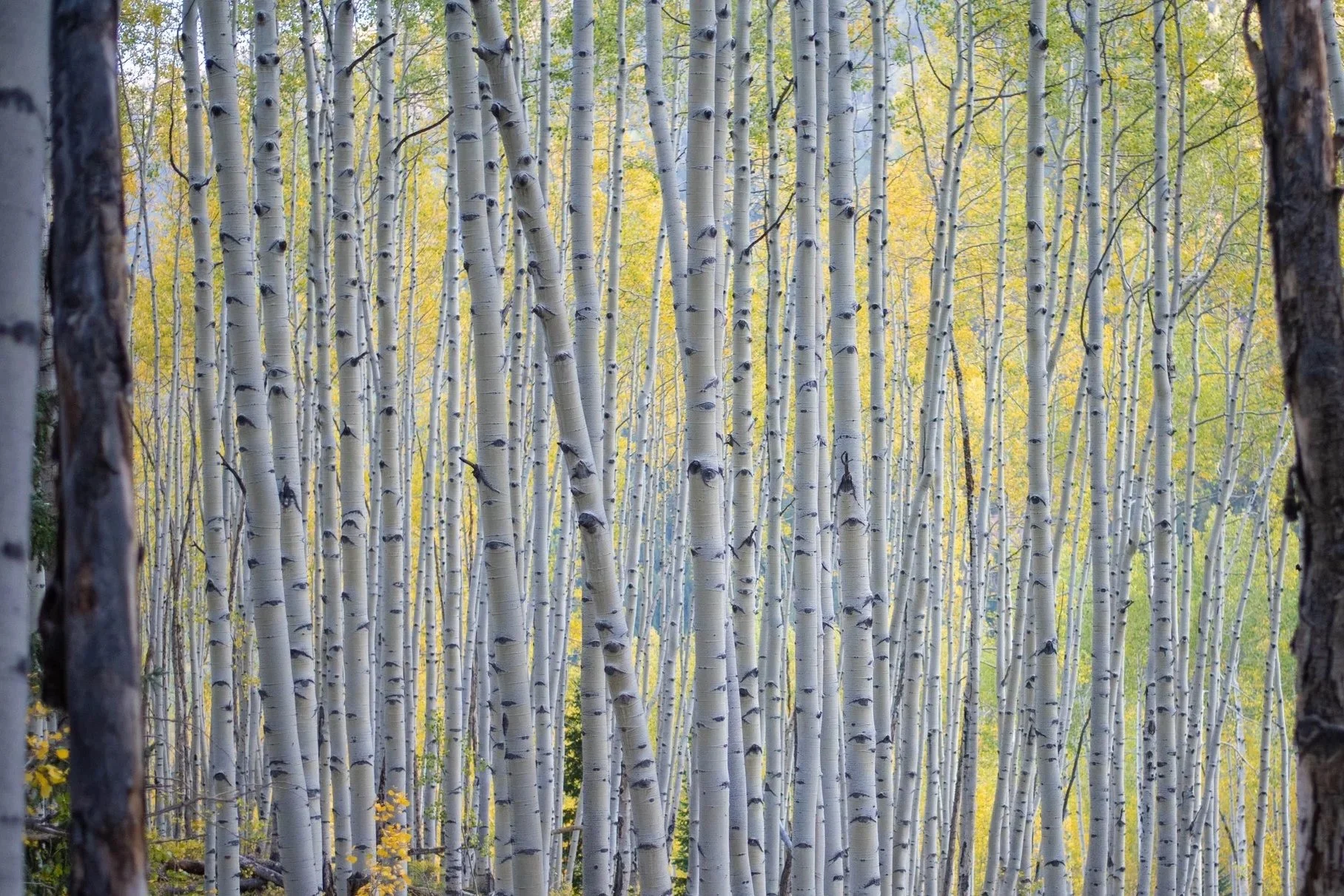 The Horological Society, with Rowen Wines