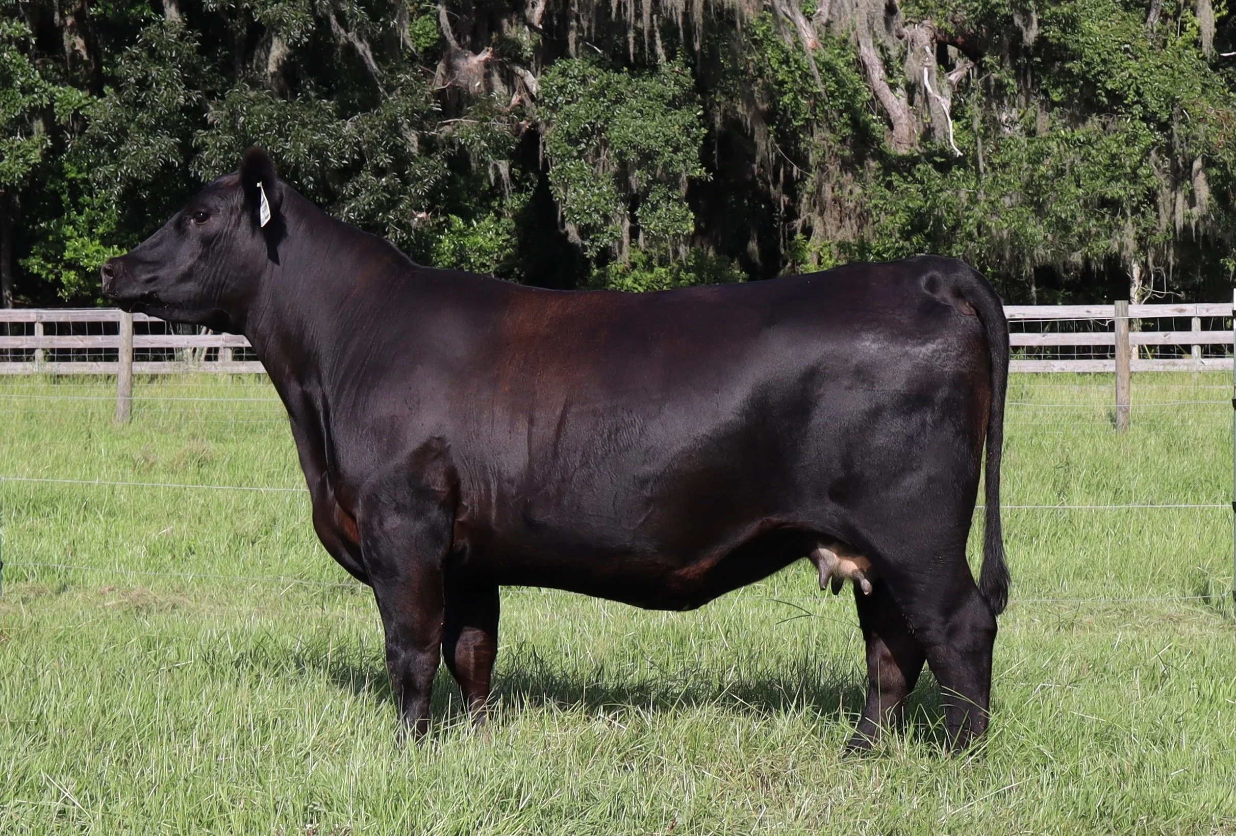 Wow ! What a machine. She just weaned her natural calf. She&rsquo;s been living on grass in Florida. This 2 year old sure likes the camera. She&rsquo;s part of the Lucy Tribe. Even Elton John and the Beatles sang about her. Big announcement coming so