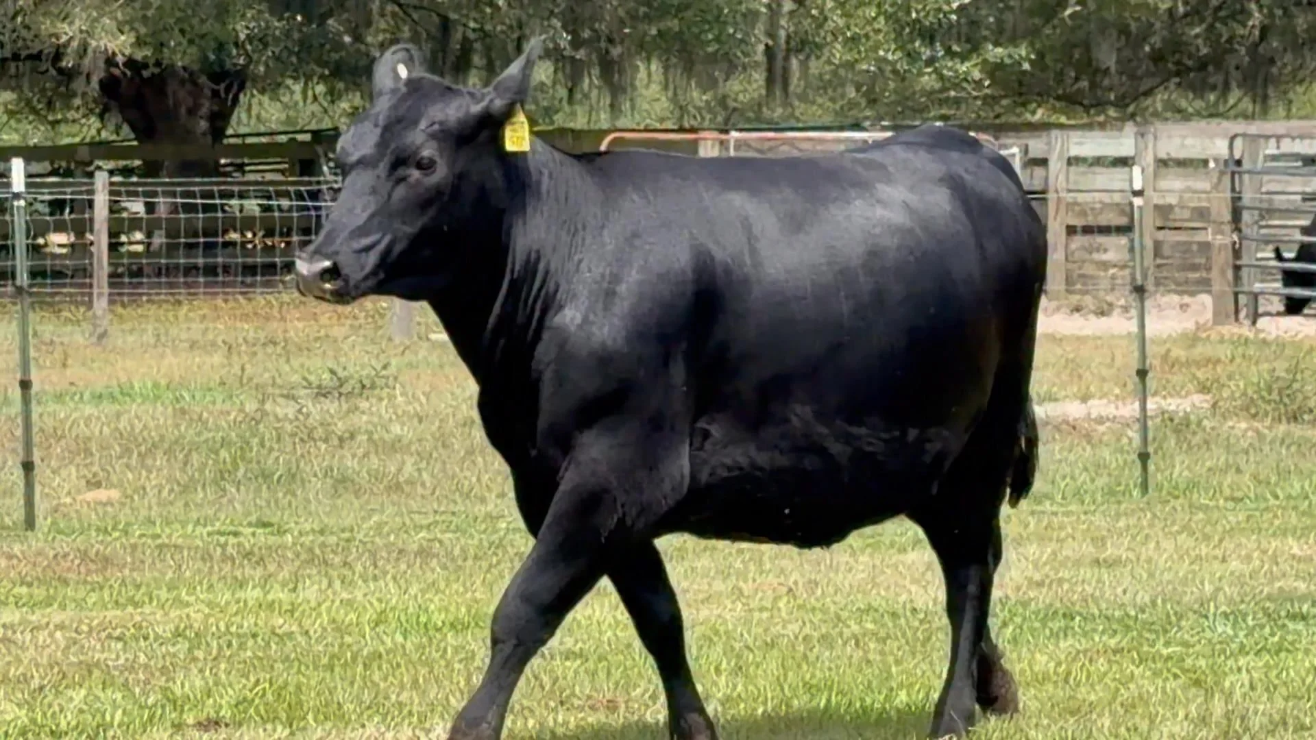 When looks and performance matter ! Lot 10 is an incredible Jameson daughter out of the full sister to Yon Top Cut. She&rsquo;s bred to GAR Grand Slam and due to calve 9-23-26. What a combination.