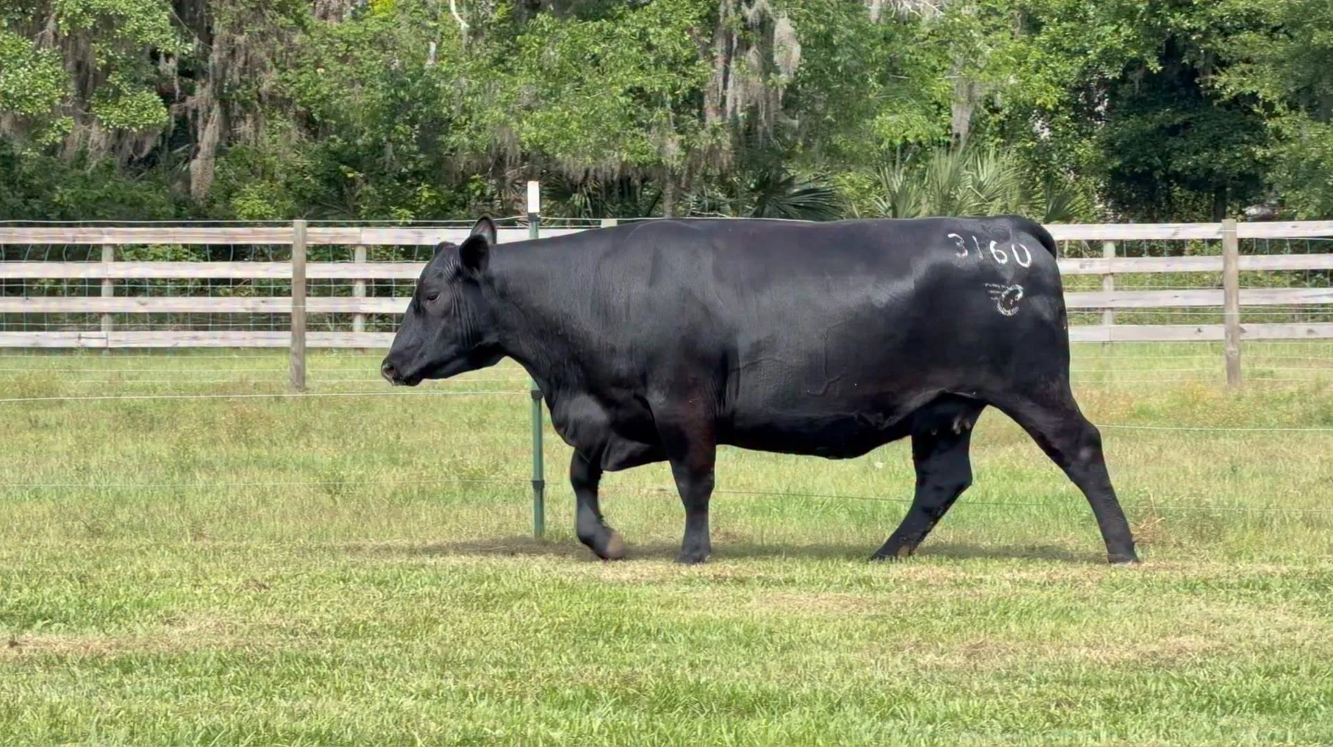 One week from today ! The Cigar City Cattle Company sale at Hotel Haya in Ybor City, Tampa. Erica 3160 will be leading off the sale as Lot 1. She is bred to Grand Slam and due on 9-23-26 with a heifer calf. That is Smoking Hot ! Somebody is going to 