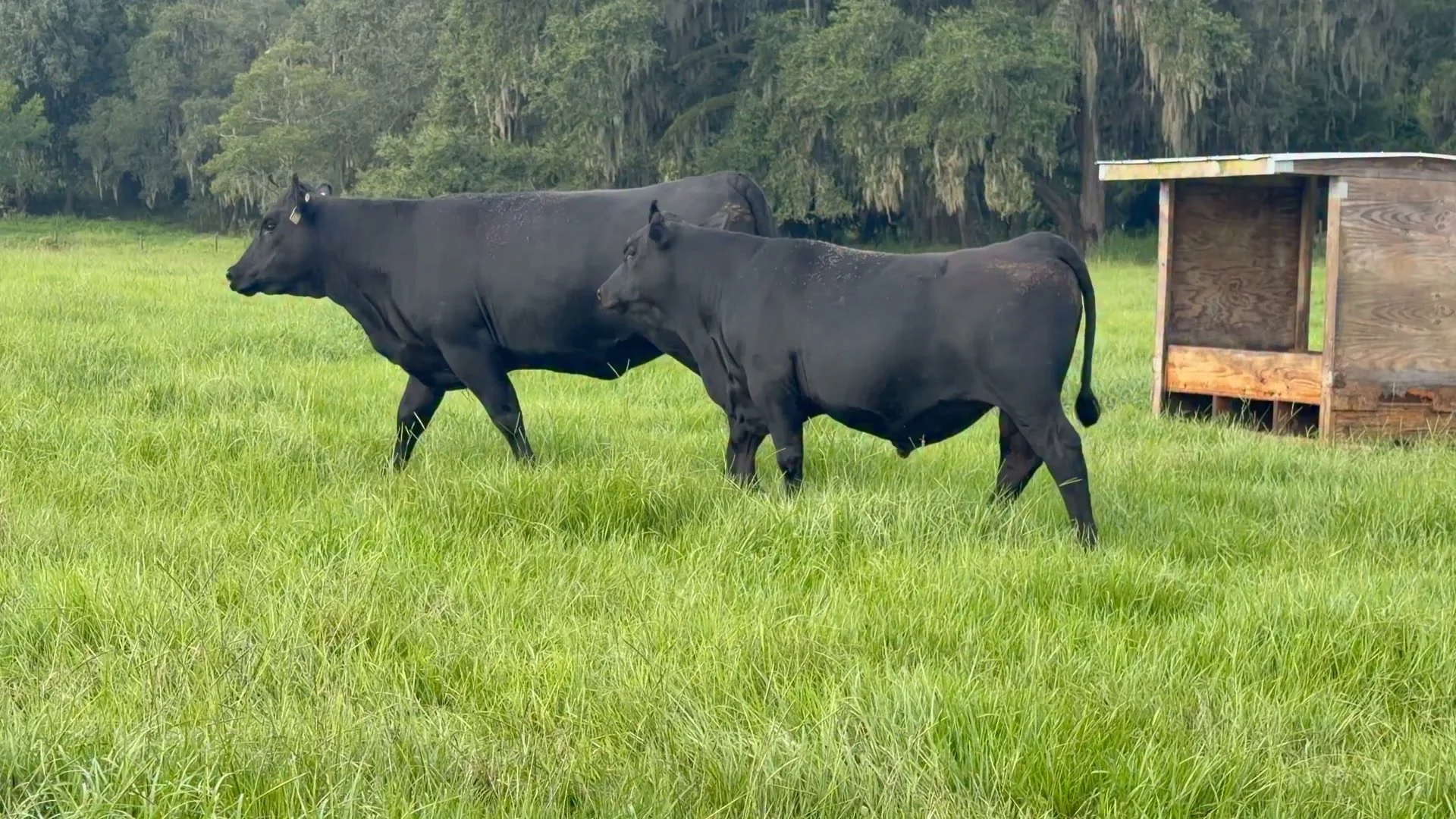 If you want to put on some weight, get you a banana split. If you want to put some weight on your calves, get some Cigar Split 6099. That heifer followed Walker in the weaned calf pasture. Split was loving it. He will be 5 months old next week. You m
