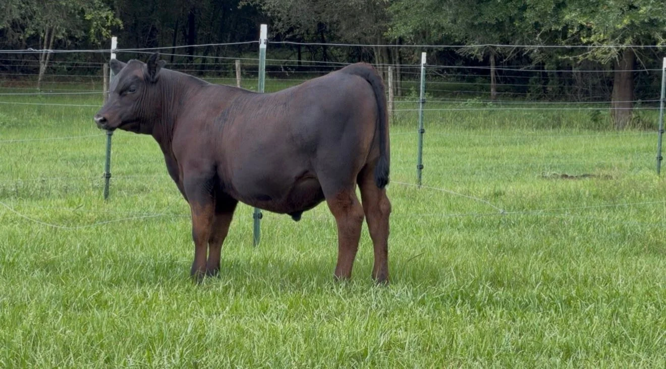 It&rsquo;s like baking a cake &hellip;&hellip; and I feel
like The Cake Boss. De-Su Do Right G577 and Cigar Karama 3077 of 0601. In Florida, during our worst drought in 29 years. After ripping his ear tag out and leaving a 5&rdquo; gash, he got a nam
