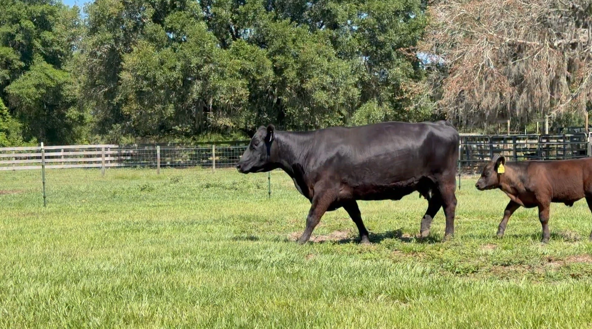 The Lot 7 pair ! If you want to add some phenotype, muscle and power to your cattle, take a look at this 2 month old future herd sire and his dam! He&rsquo;s sired by Cigar/ Lucky  V Protector. His dam is open and ready to breed. The apple doesn&rsqu