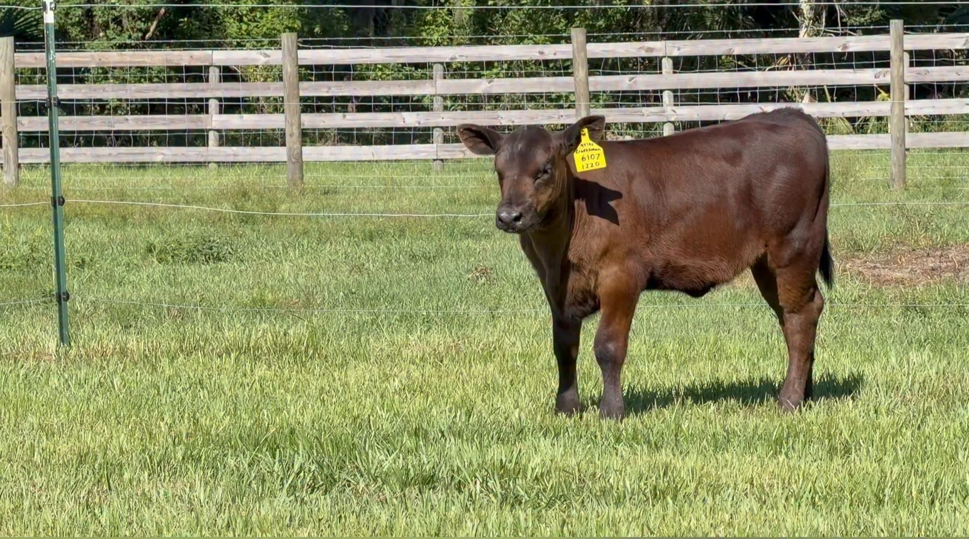 The Lot 4&rsquo;s are special ! Check out the Lot 4B Craftsman heifer. Double digit CED, Negative Birth and PAP, and a $EN you don&rsquo;t see often. Talk about a body ! She sells with a reliable recip.