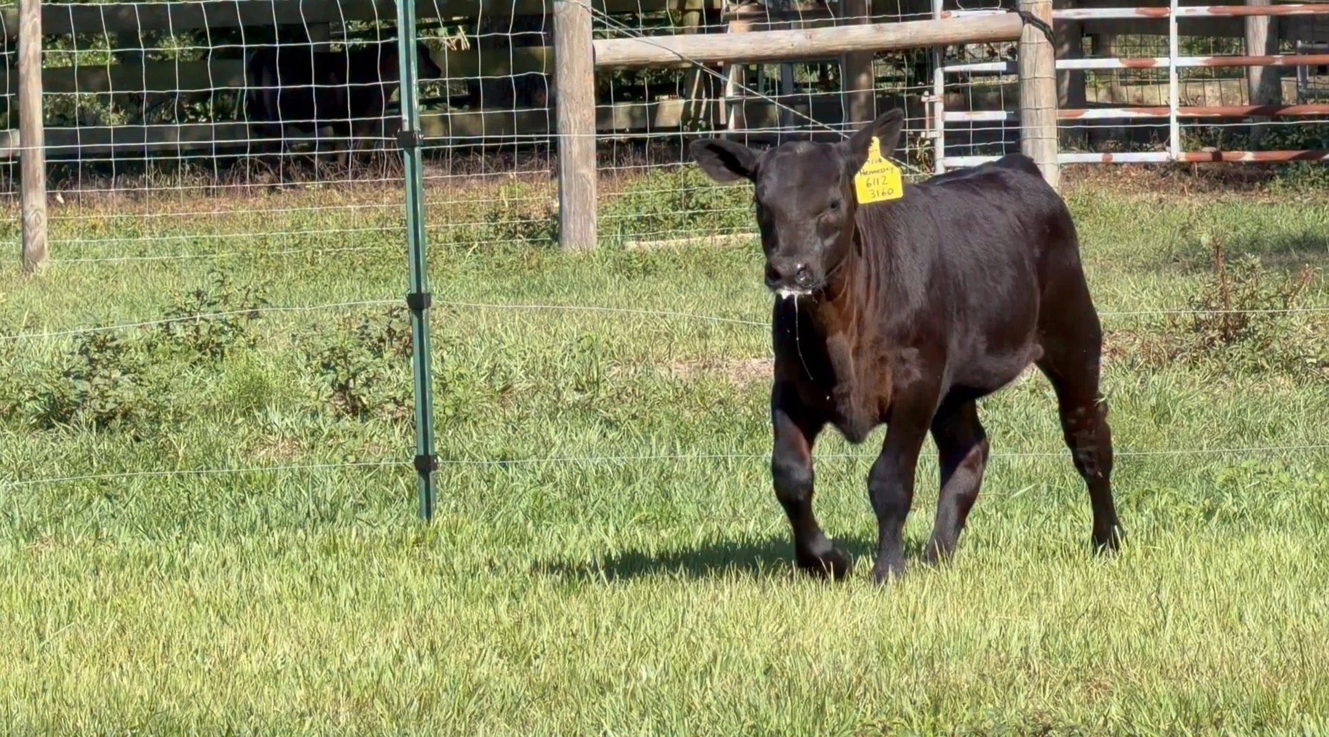 This one is going to hurt ! I&rsquo;ve had 5 calls on her today. With 23 traits in the top 10%, I nicknamed her the MJ Heifer. Lot 1A is a head turner. She&rsquo;s a game changer !