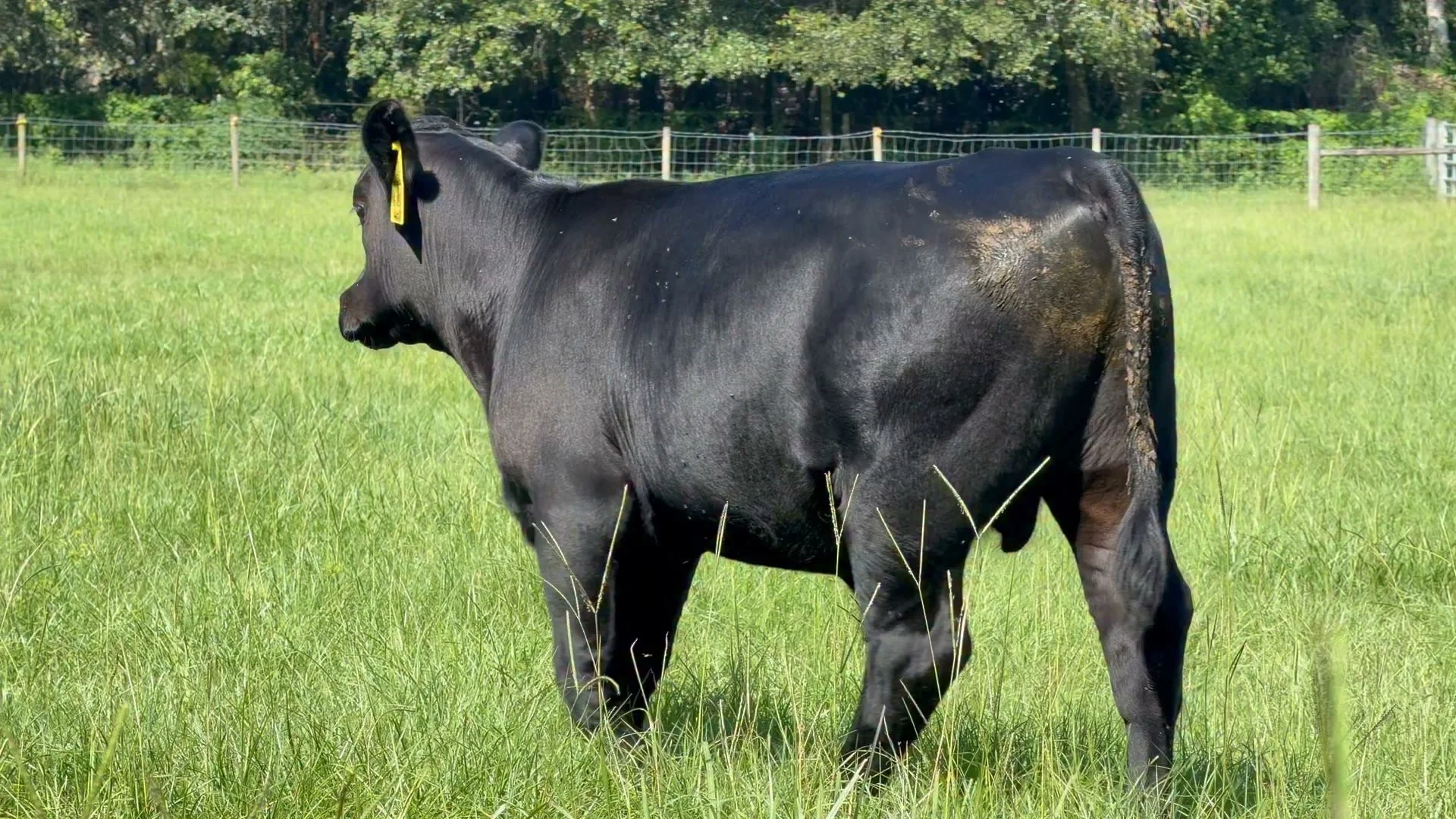 I&rsquo;ve never had a Hennessey, but I&rsquo;ve got a Hennessey. In fact, he&rsquo;s the number 1 $C Hennessey son in the Angus Breed. ￼He&rsquo;s also got the largest Ribeye Area EPD of any Hennessey son. Cigar City Cattle Company. Have a Blessed D