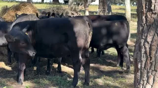 If you&rsquo;ve never been down wind of properly managed haylage, you don&rsquo;t know what you&rsquo;re missing. It reminds me of a tour I took of the Anheuser Busch Brewery at Busch Gardens in Tampa back in the day. These short yearling heifers and