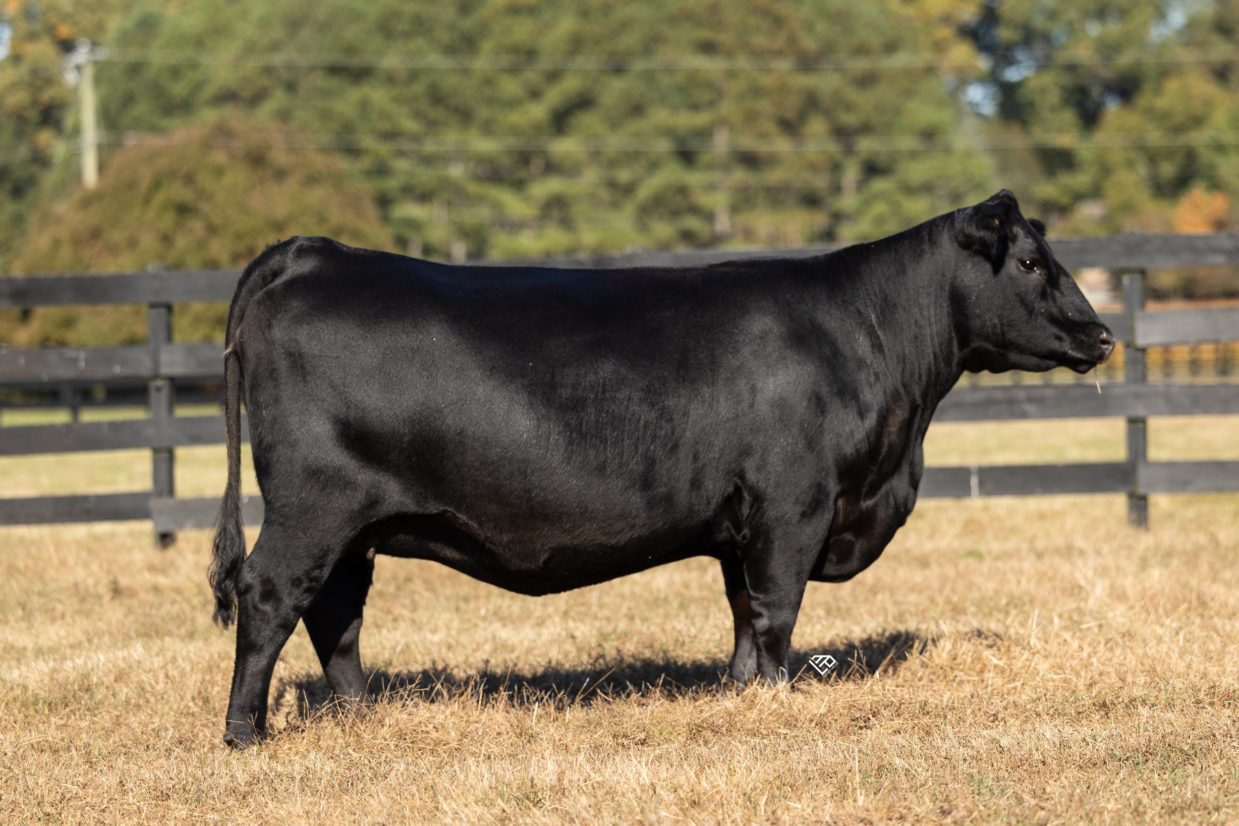 Donors — Cigar City Cattle Company