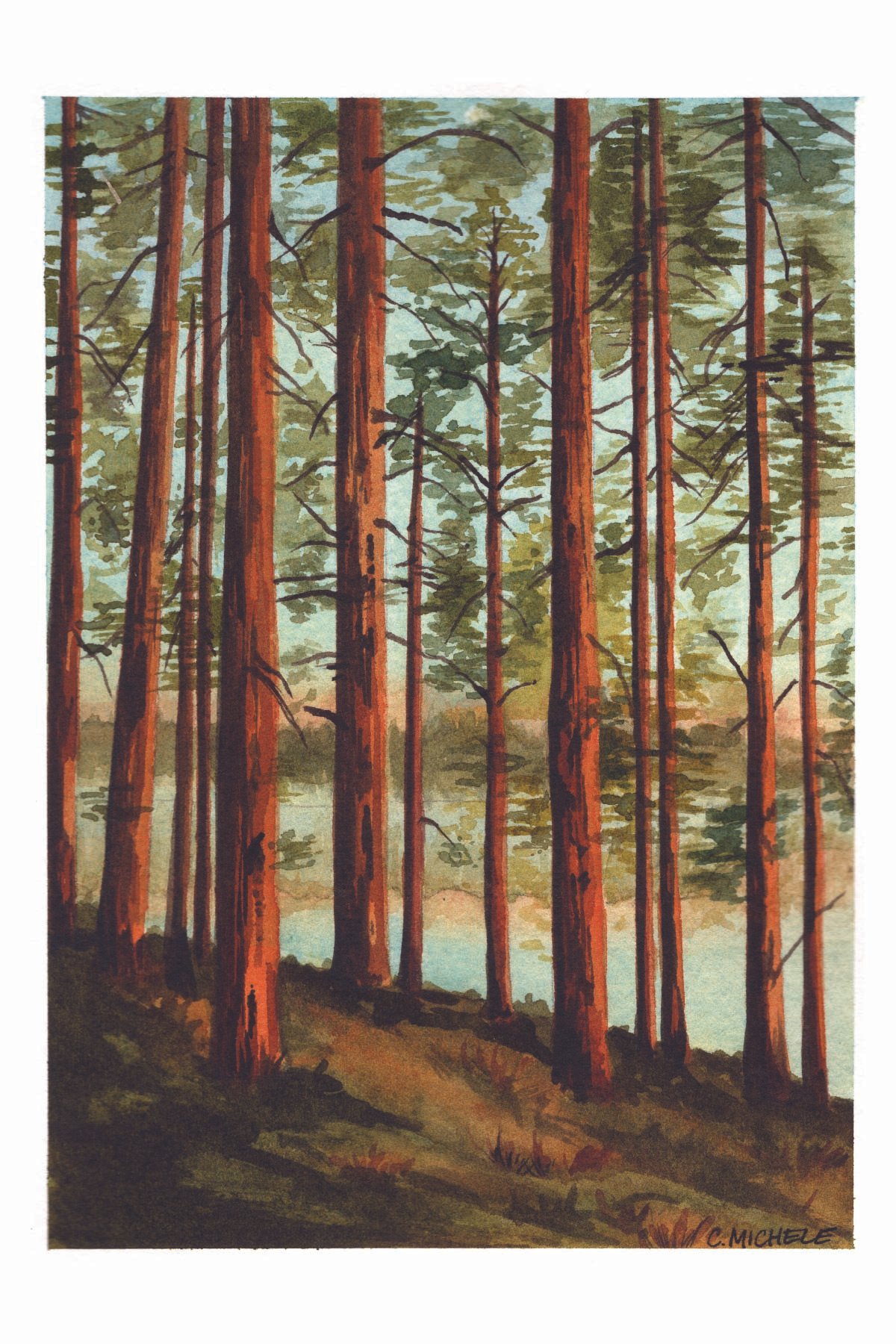 Postcard Pack - California Forests