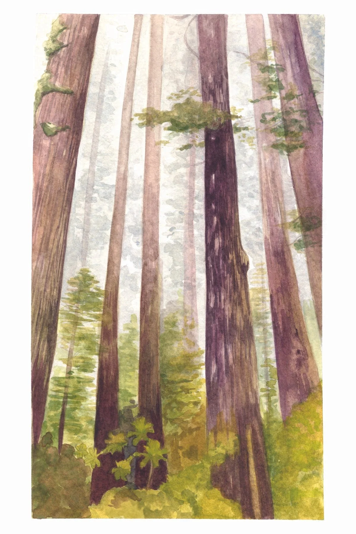 10 postcards - california forests-02.jpg
