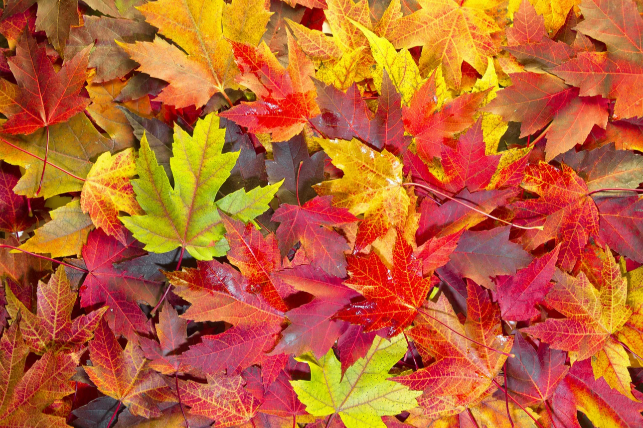 Kreature's Fall Festival