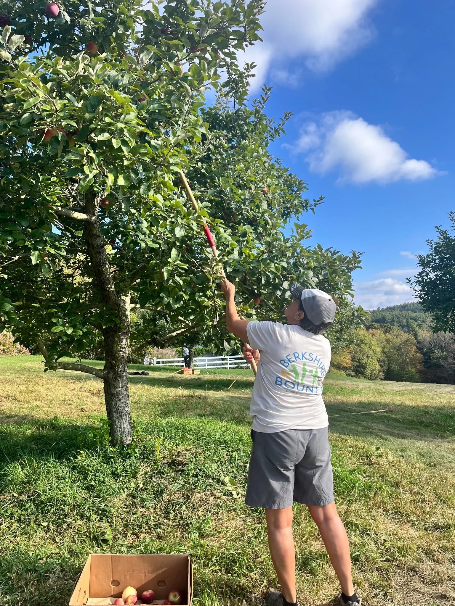 Gleaning season is here! What better way to feed the community than picking fruit on crisp Berkshire mornings with friends! Gleaning schedule and locations can be found on our website under volunteers, sign up today!
 
https://www.berkshirebounty.org