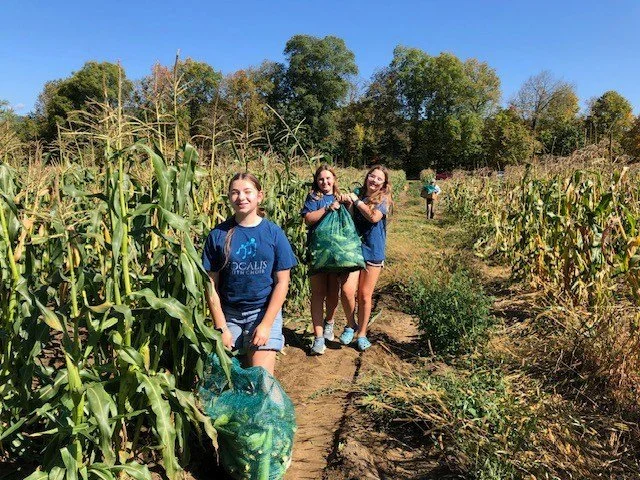 Big thank you to Taft Farms for the opportunity to glean corn from your fields. Vocalis Children's Choir volunteered, and picked a whopping 
1,200 lbs of corn to be distributed to food pantries across the county! Partnerships like this makes all the