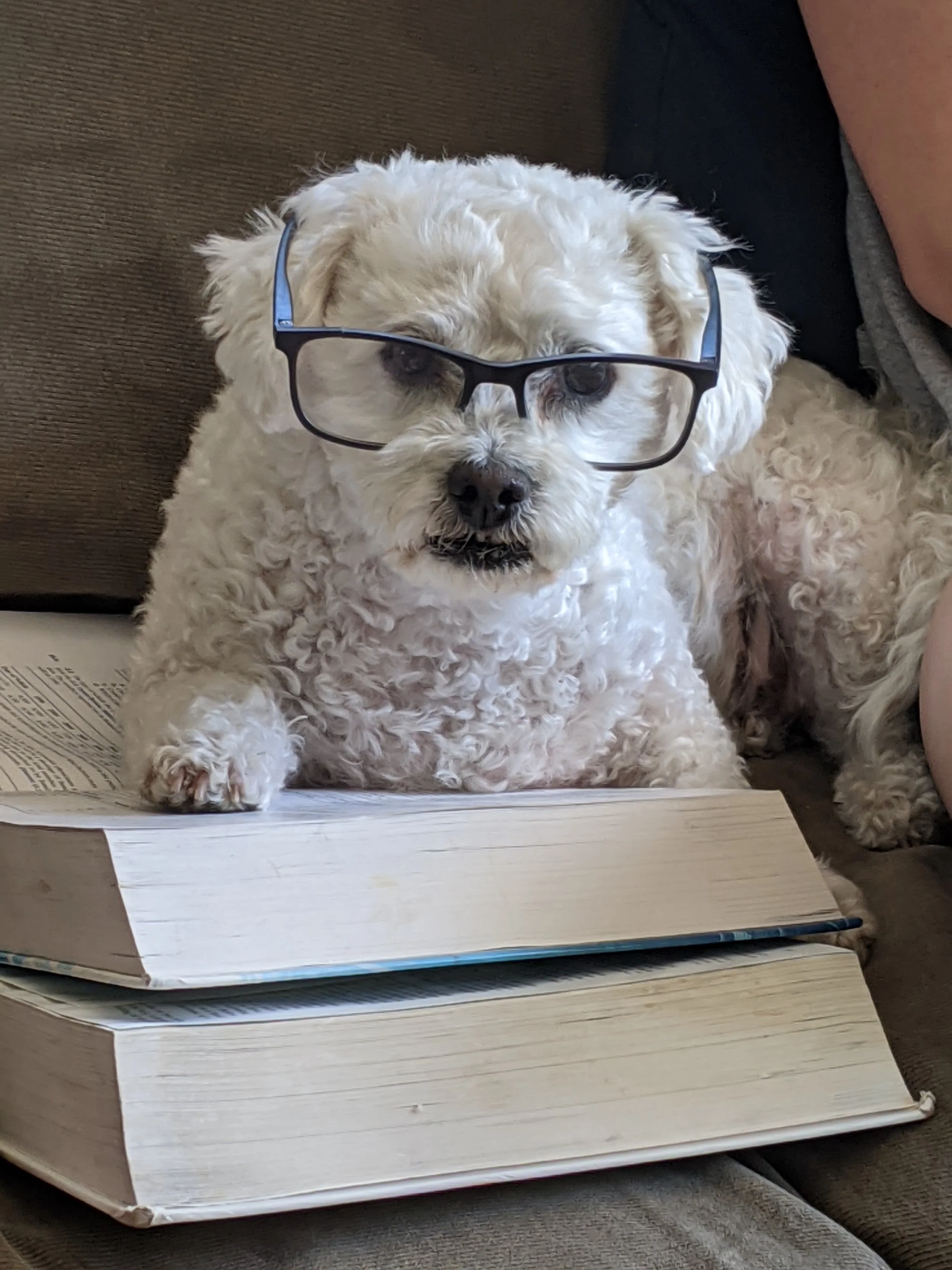 Small white dog wearing glasses, laying partially on stacked books.