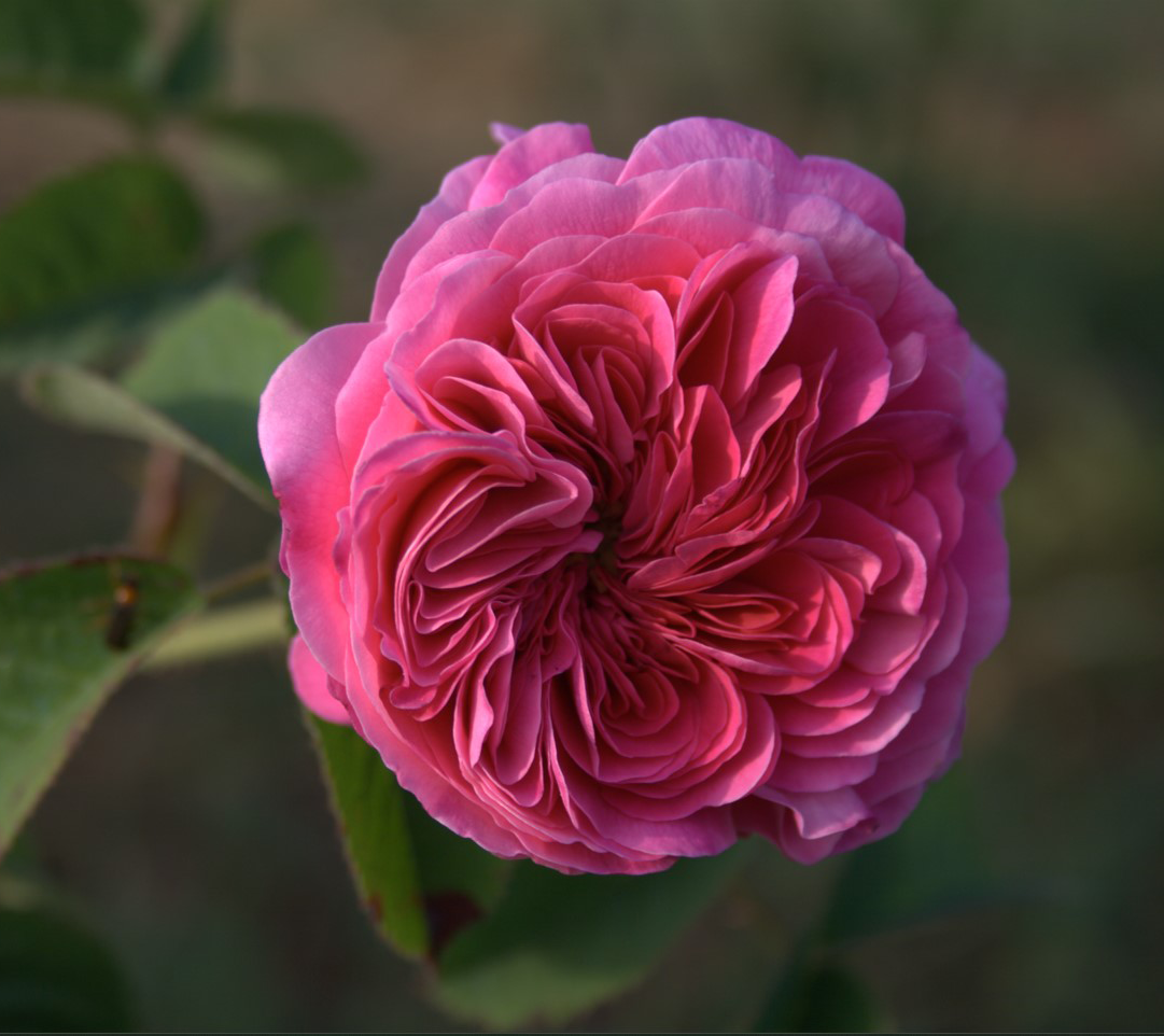 rosa-aperta.png