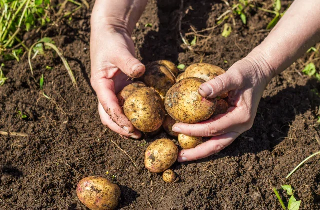 Potato_Image.jpg.webp