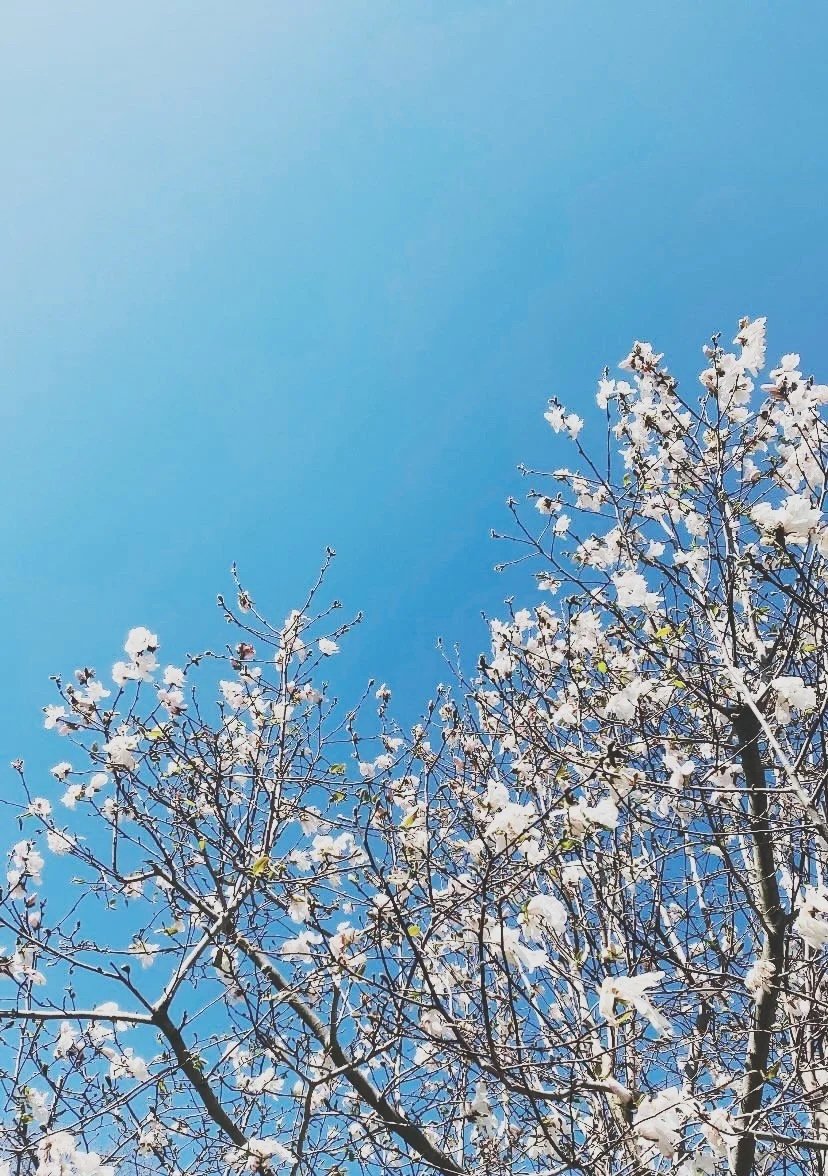 Magnolia