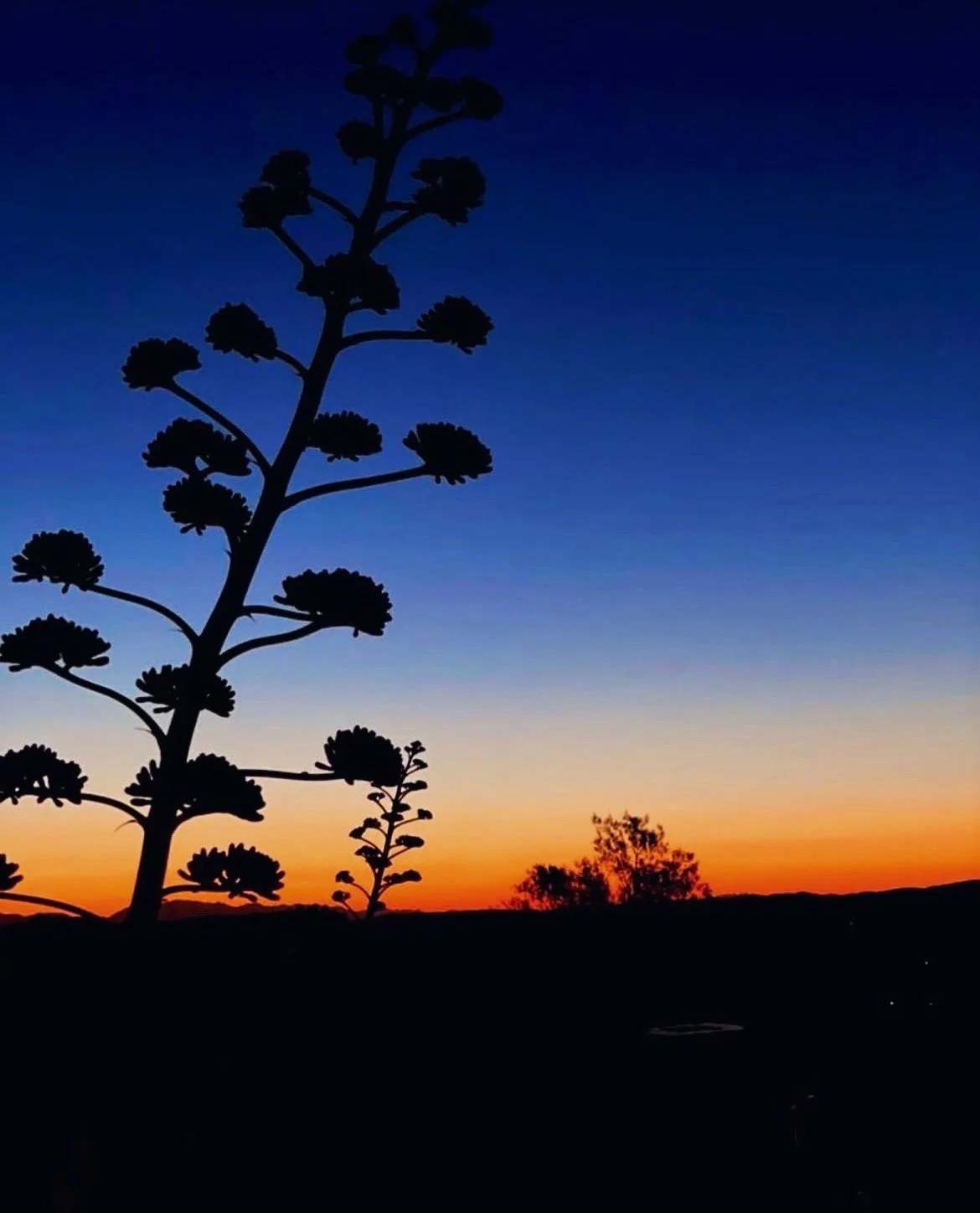 Joshua at Dusk
