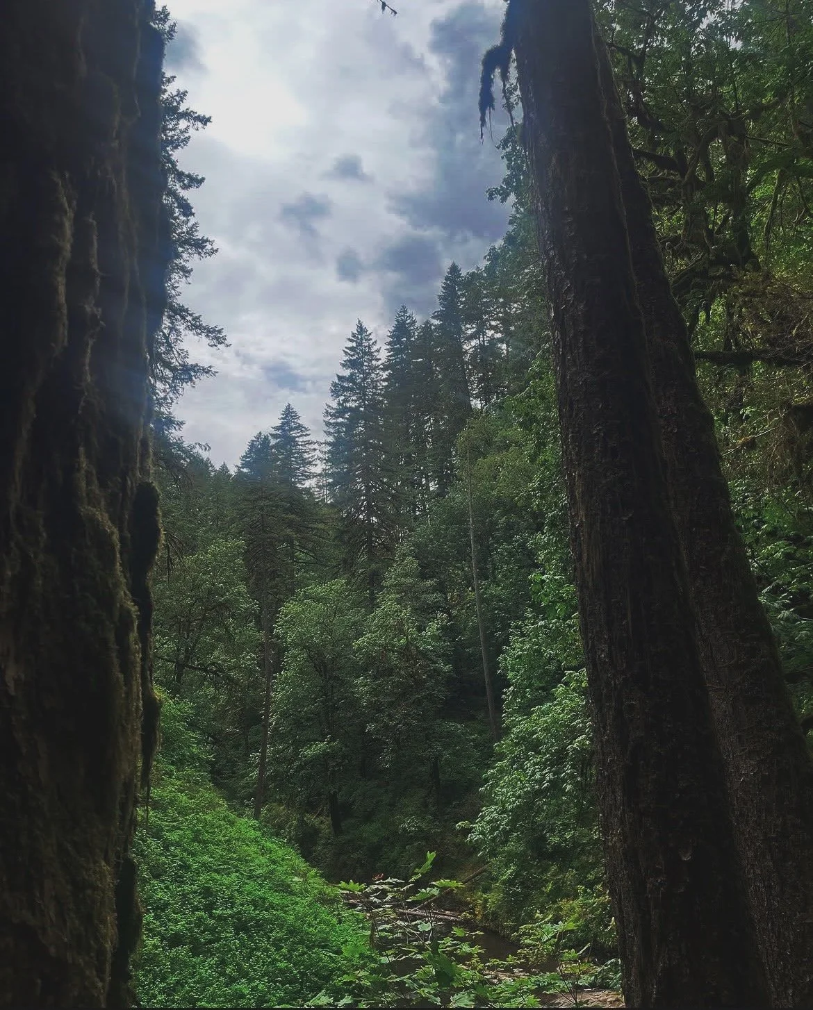 Oregon Again