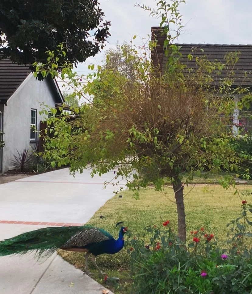 Peacock Crossing