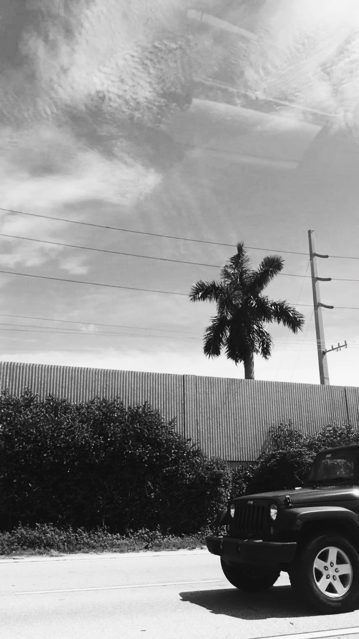 Palm in Florida