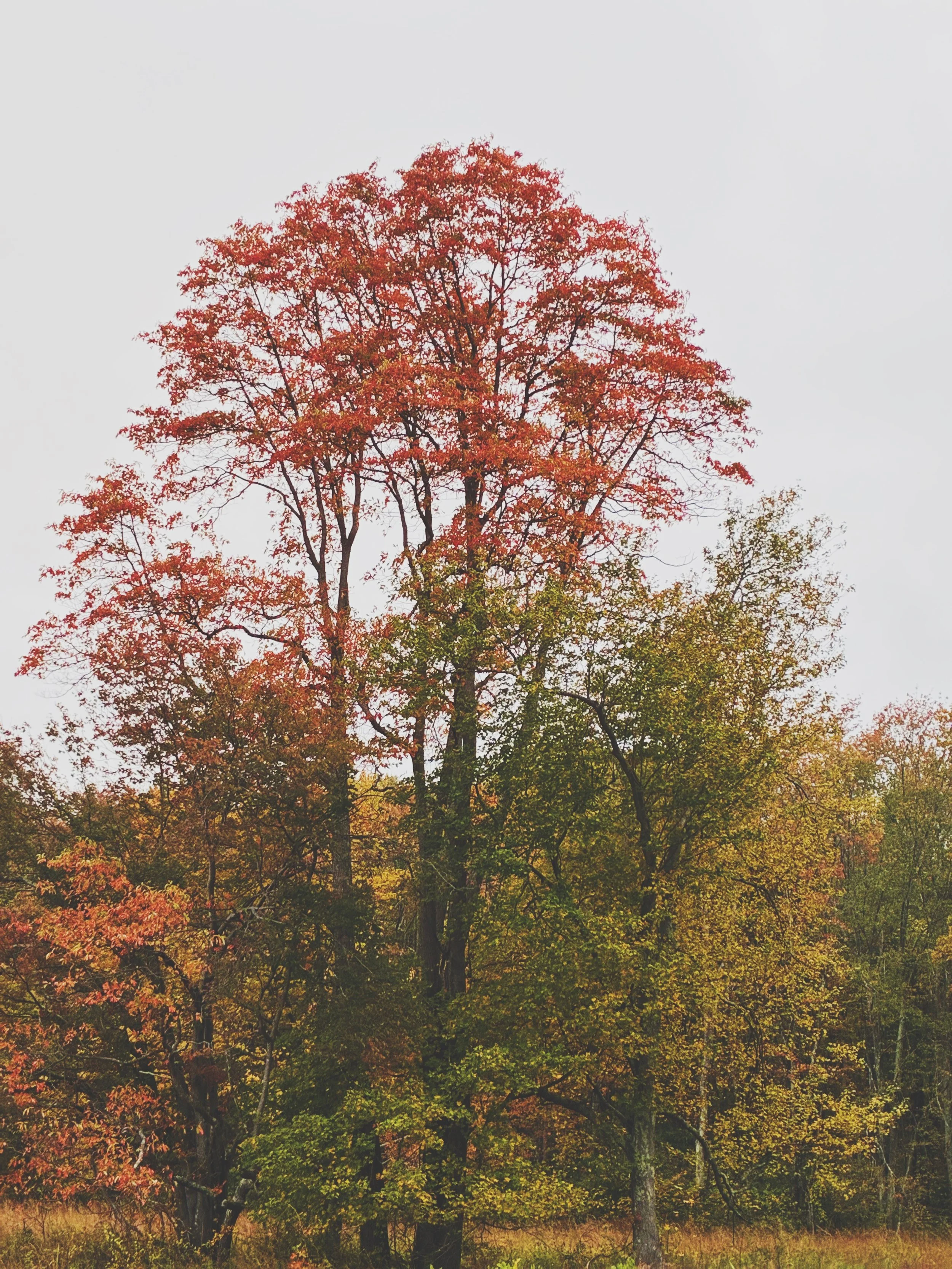 Fall Foliage