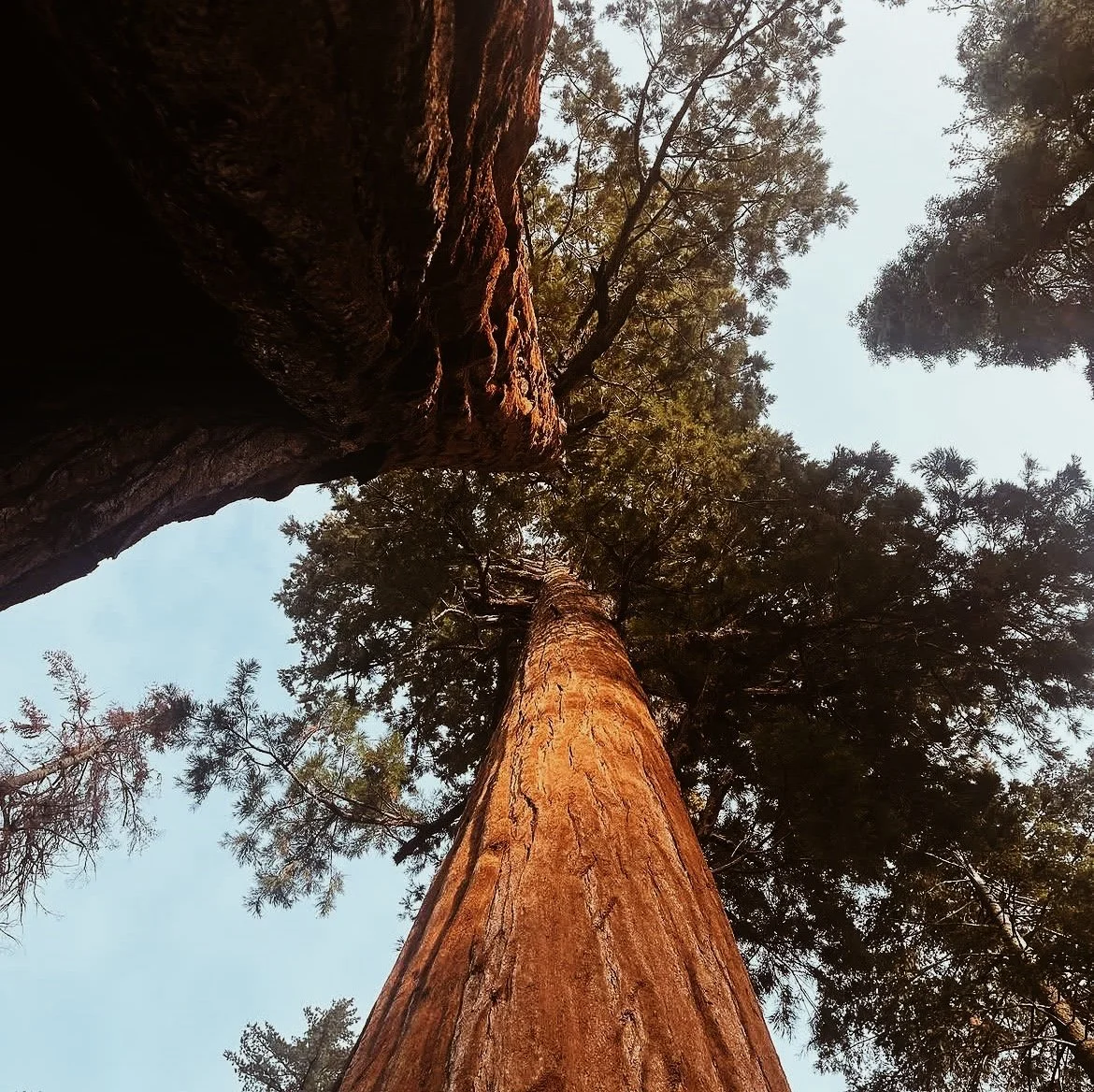 The Sequoia
