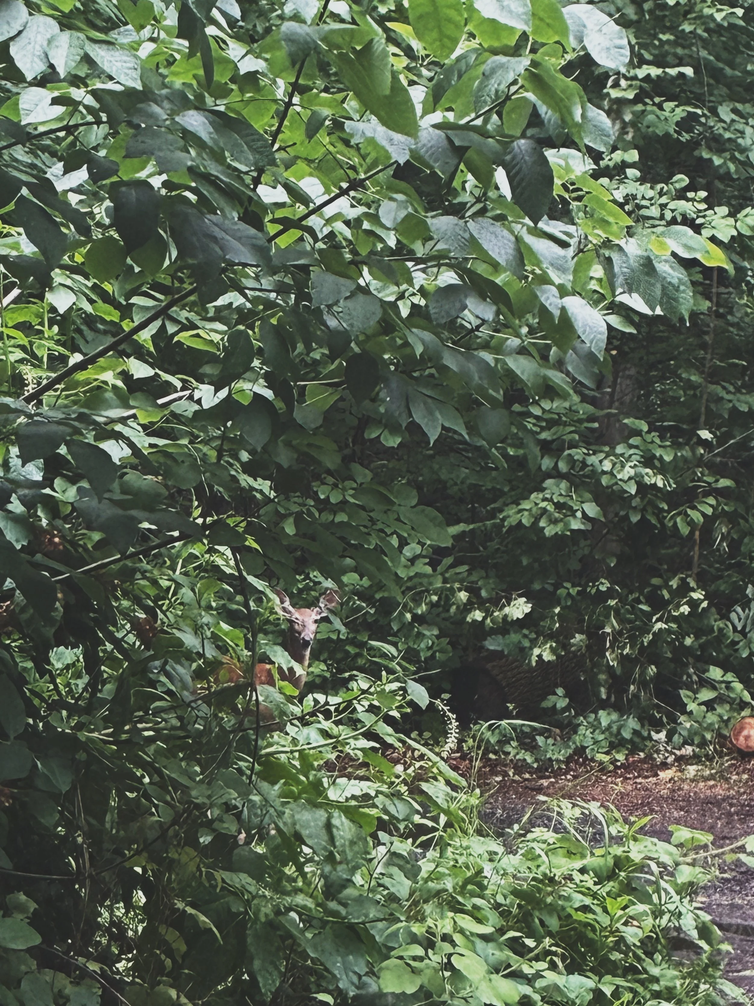 Camouflage