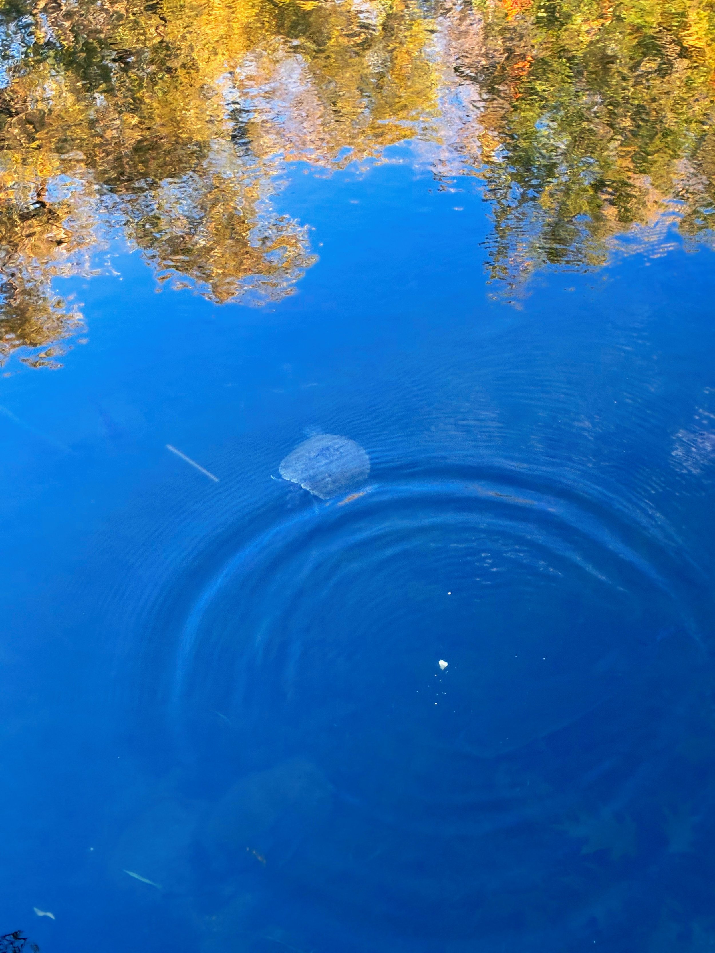 Circular Ripples