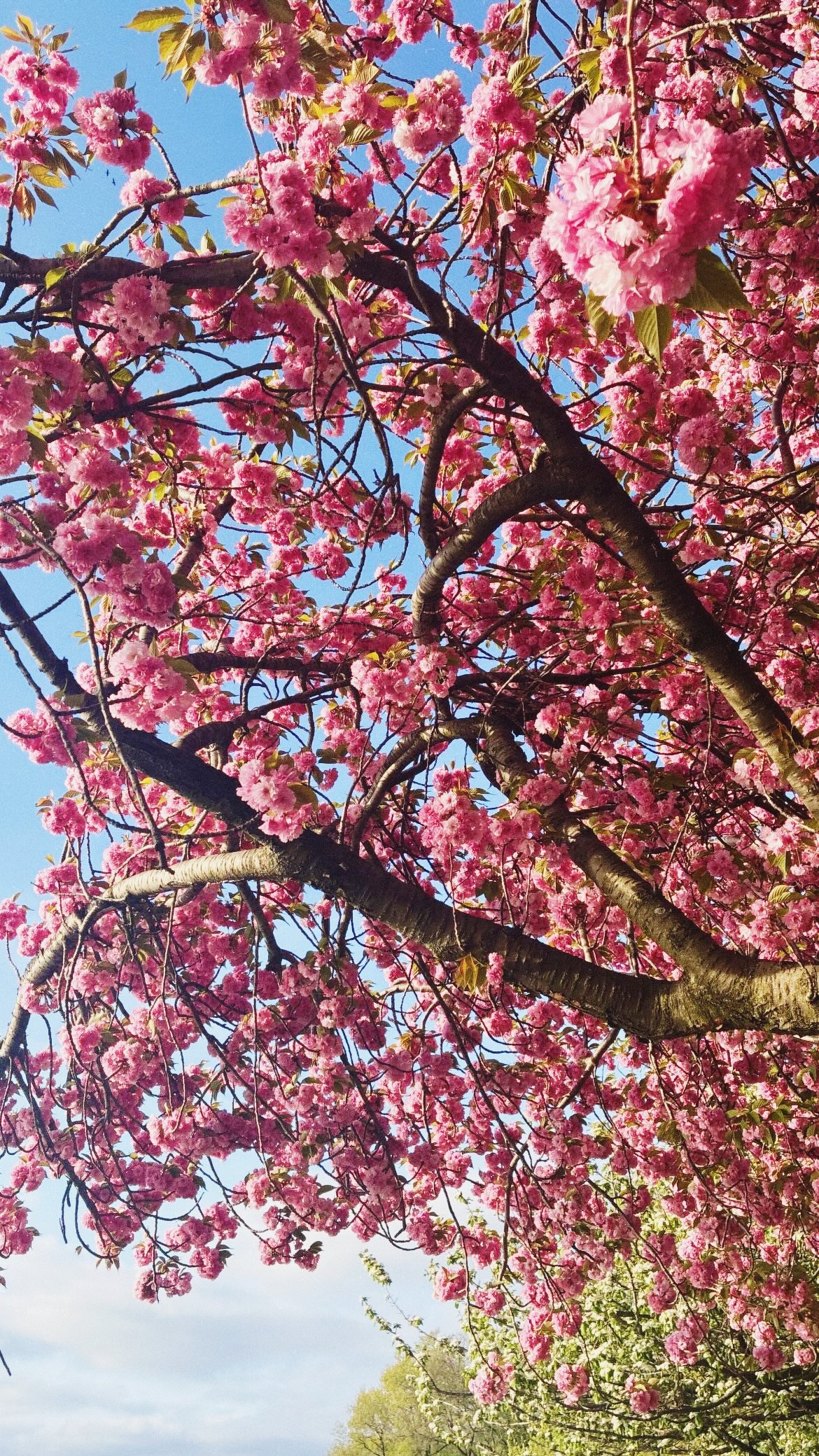 Springtime
