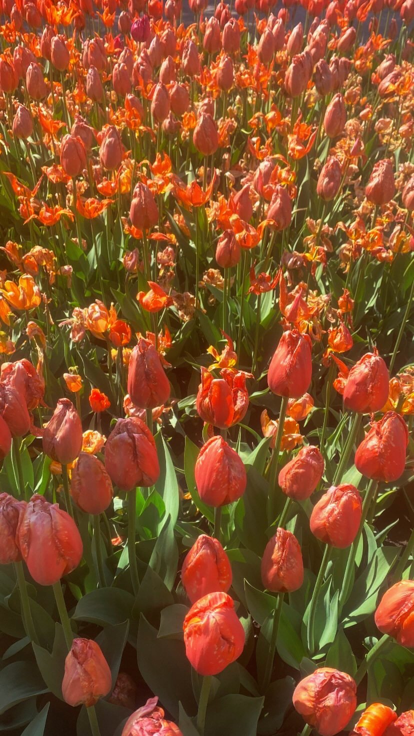 Orange Field