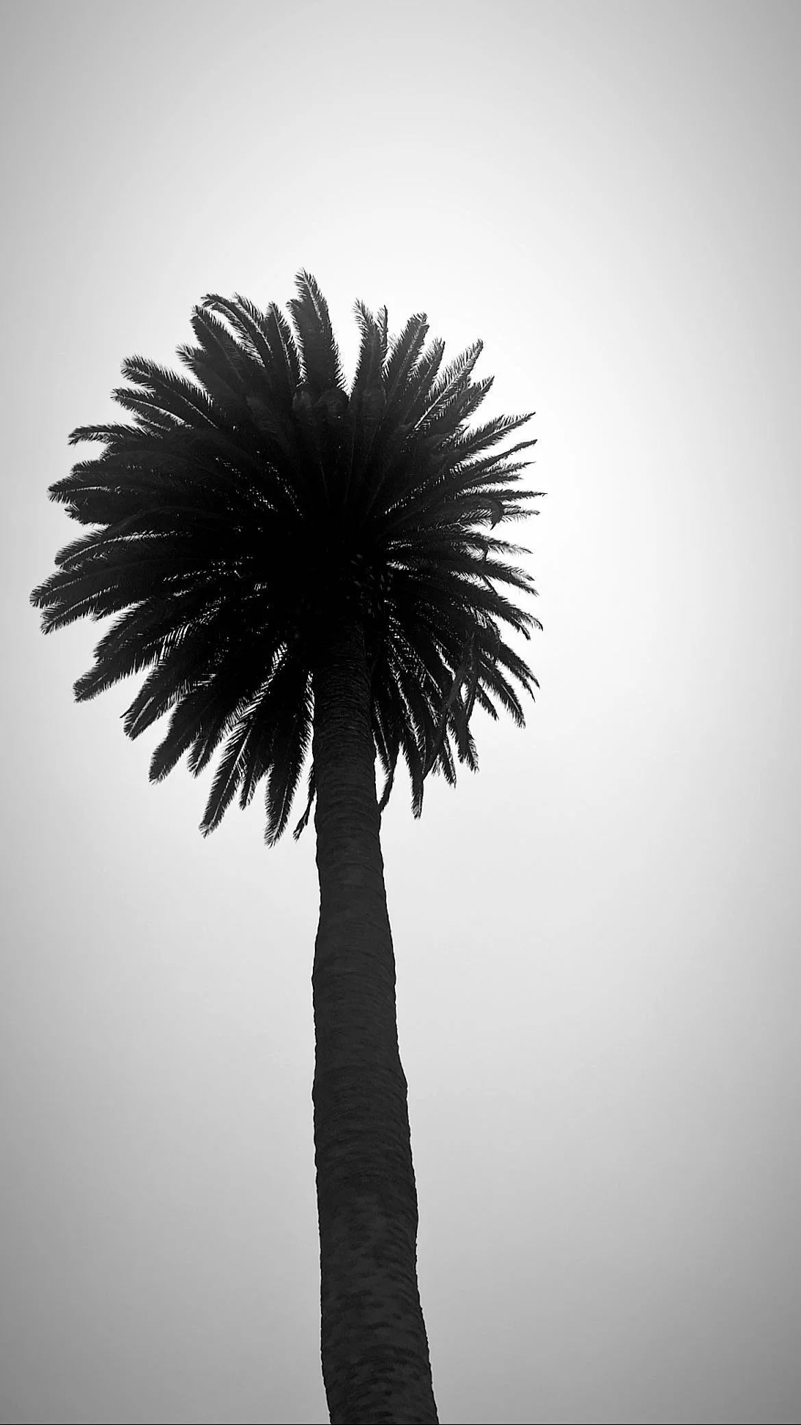 Palm in California
